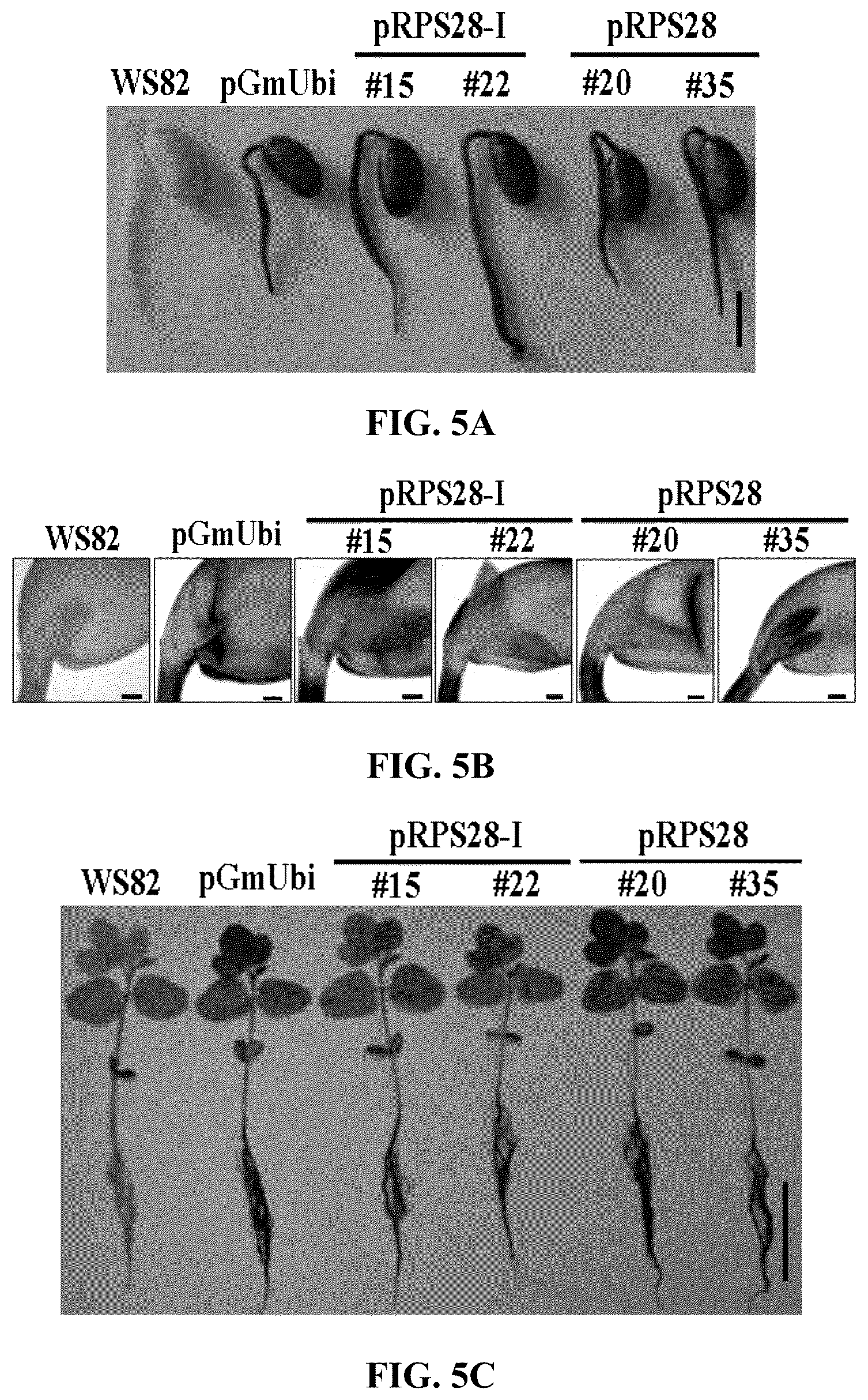 Patent US12351808 Figure 11 – Method for promoting expression of foreign gene in soybean, Arabidopsis or tobacco using gene promoter PRPS28 or PRPS28-1