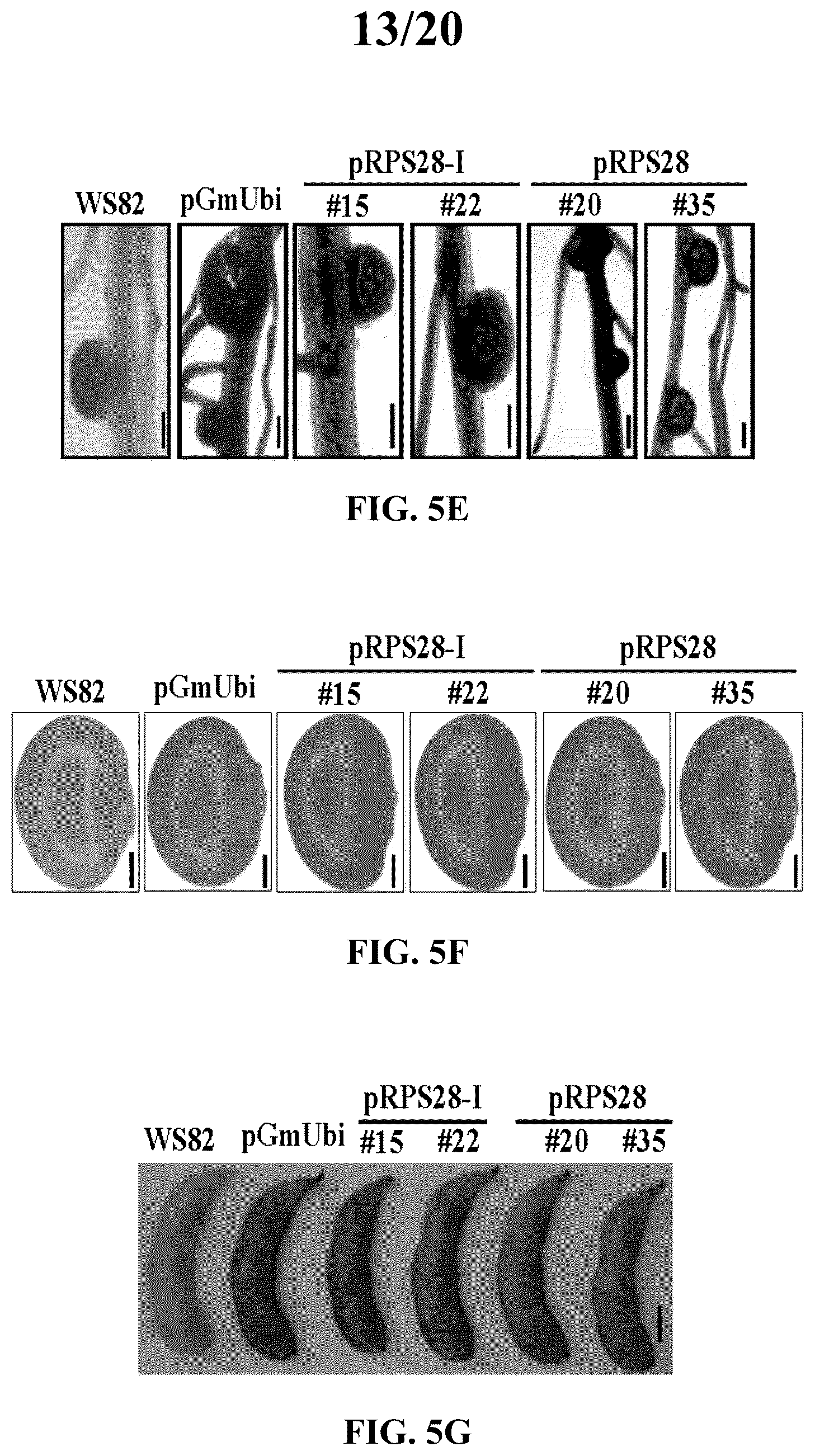 Patent US12351808 Figure 13 – Method for promoting expression of foreign gene in soybean, Arabidopsis or tobacco using gene promoter PRPS28 or PRPS28-1