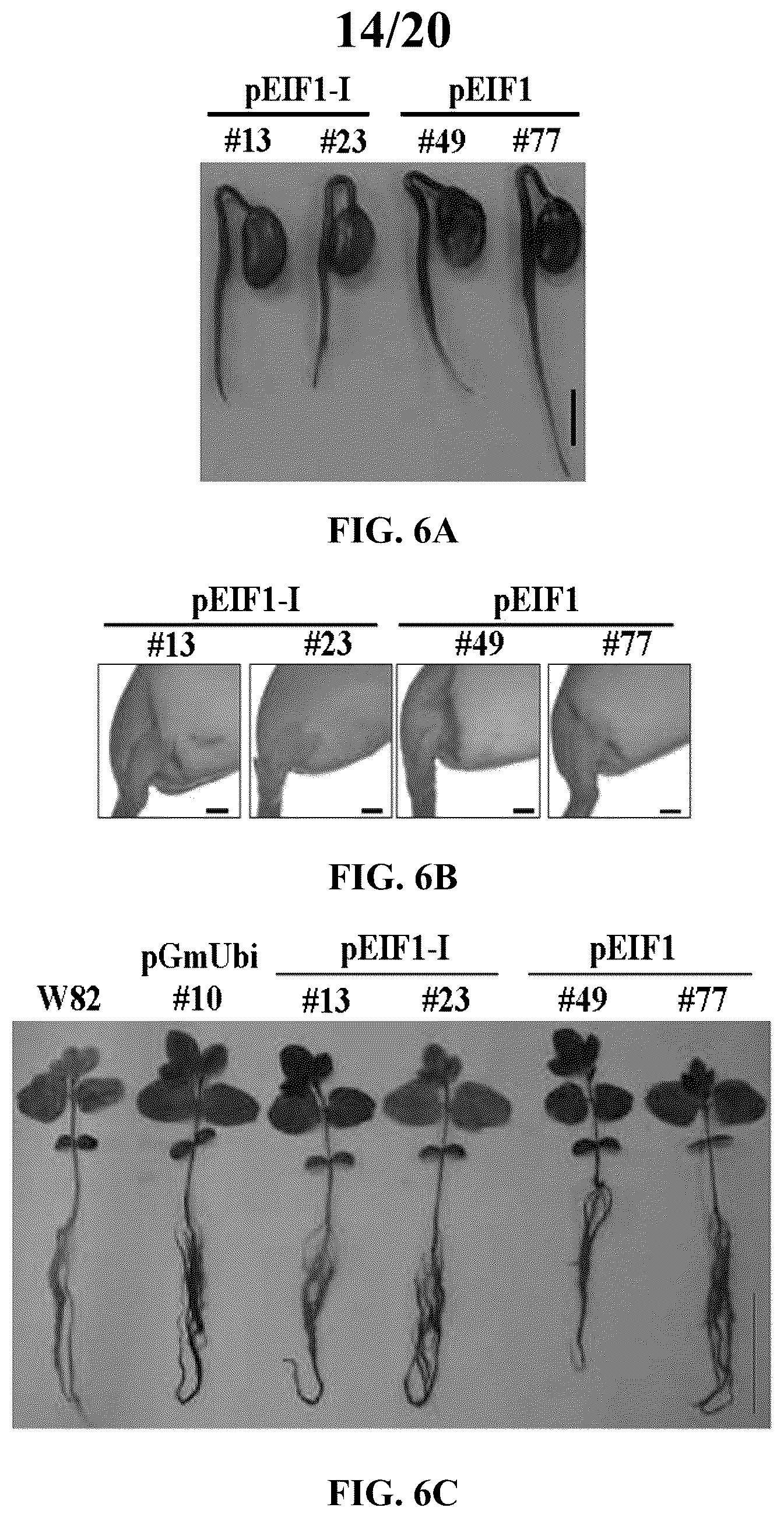 Patent US12351808 Figure 14 – Method for promoting expression of foreign gene in soybean, Arabidopsis or tobacco using gene promoter PRPS28 or PRPS28-1