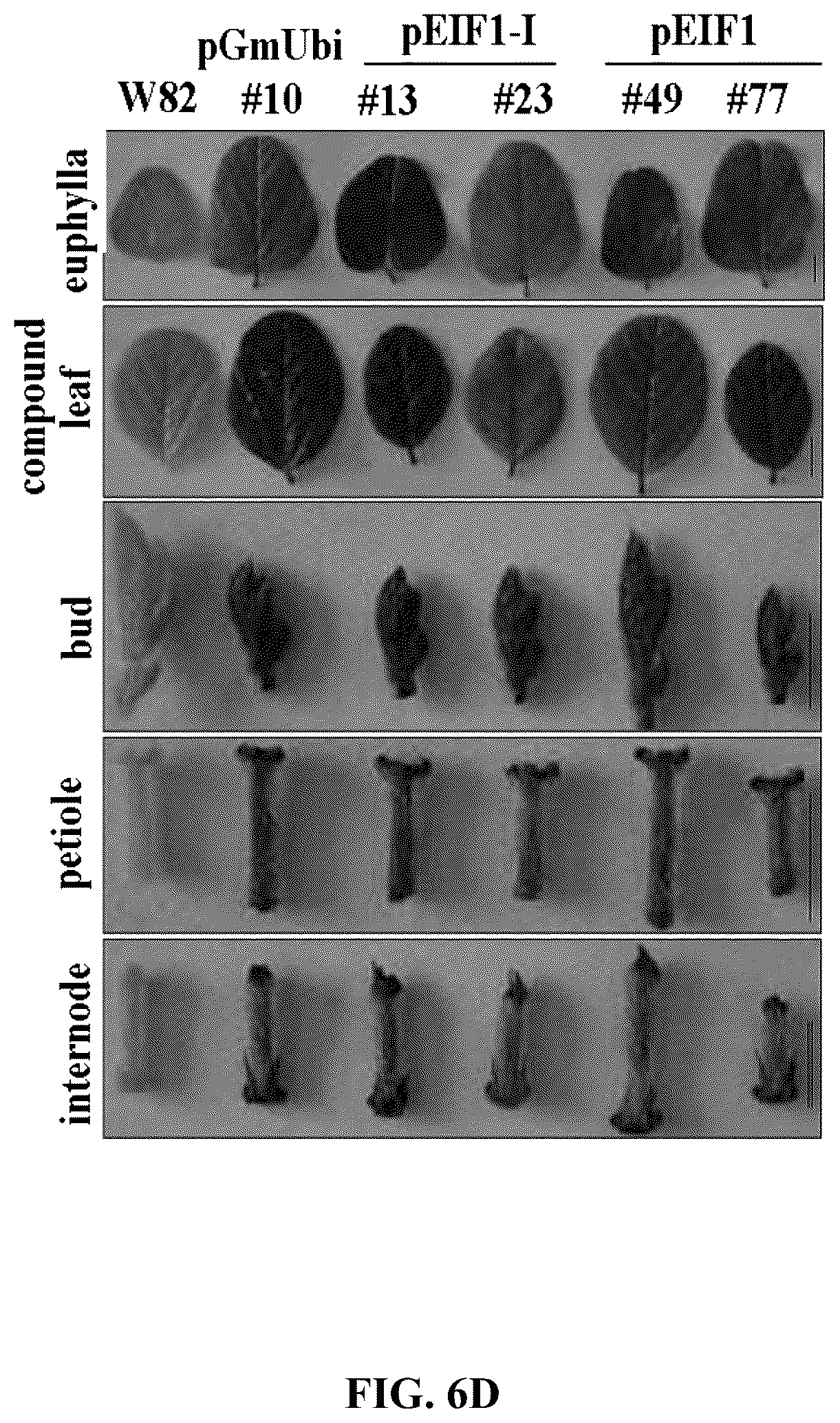 Patent US12351808 Figure 15 – Method for promoting expression of foreign gene in soybean, Arabidopsis or tobacco using gene promoter PRPS28 or PRPS28-1