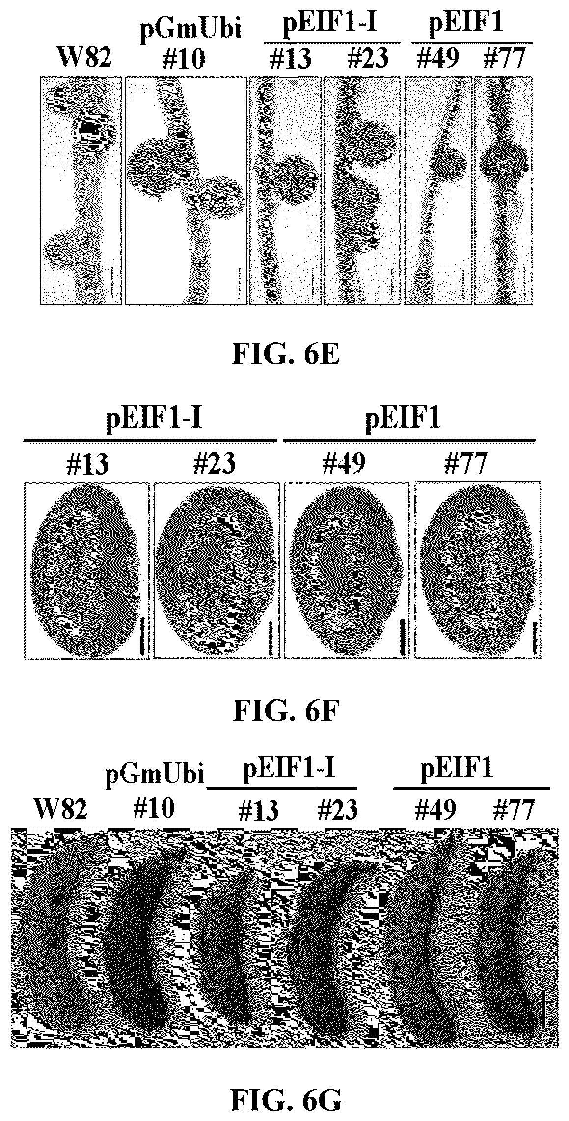 Patent US12351808 Figure 16 – Method for promoting expression of foreign gene in soybean, Arabidopsis or tobacco using gene promoter PRPS28 or PRPS28-1