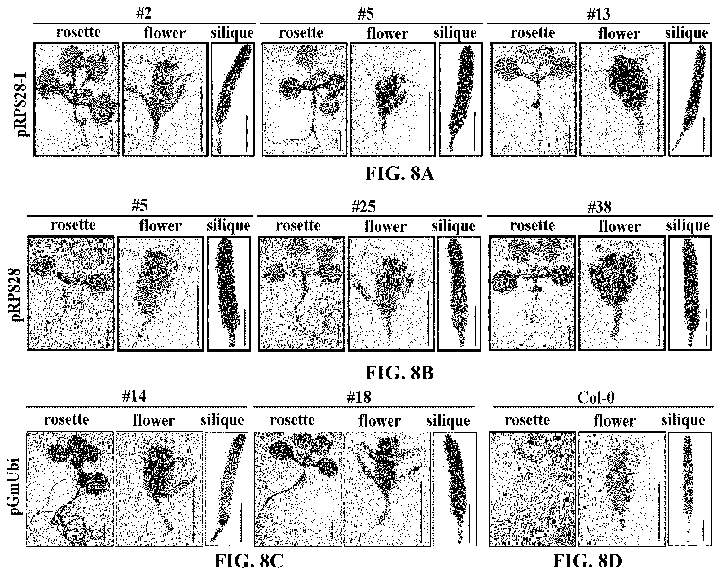 Patent US12351808 Figure 18 – Method for promoting expression of foreign gene in soybean, Arabidopsis or tobacco using gene promoter PRPS28 or PRPS28-1
