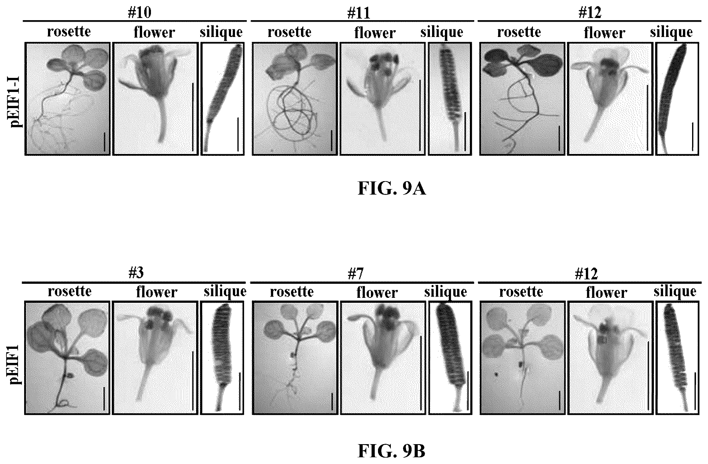 Patent US12351808 Figure 19 – Method for promoting expression of foreign gene in soybean, Arabidopsis or tobacco using gene promoter PRPS28 or PRPS28-1