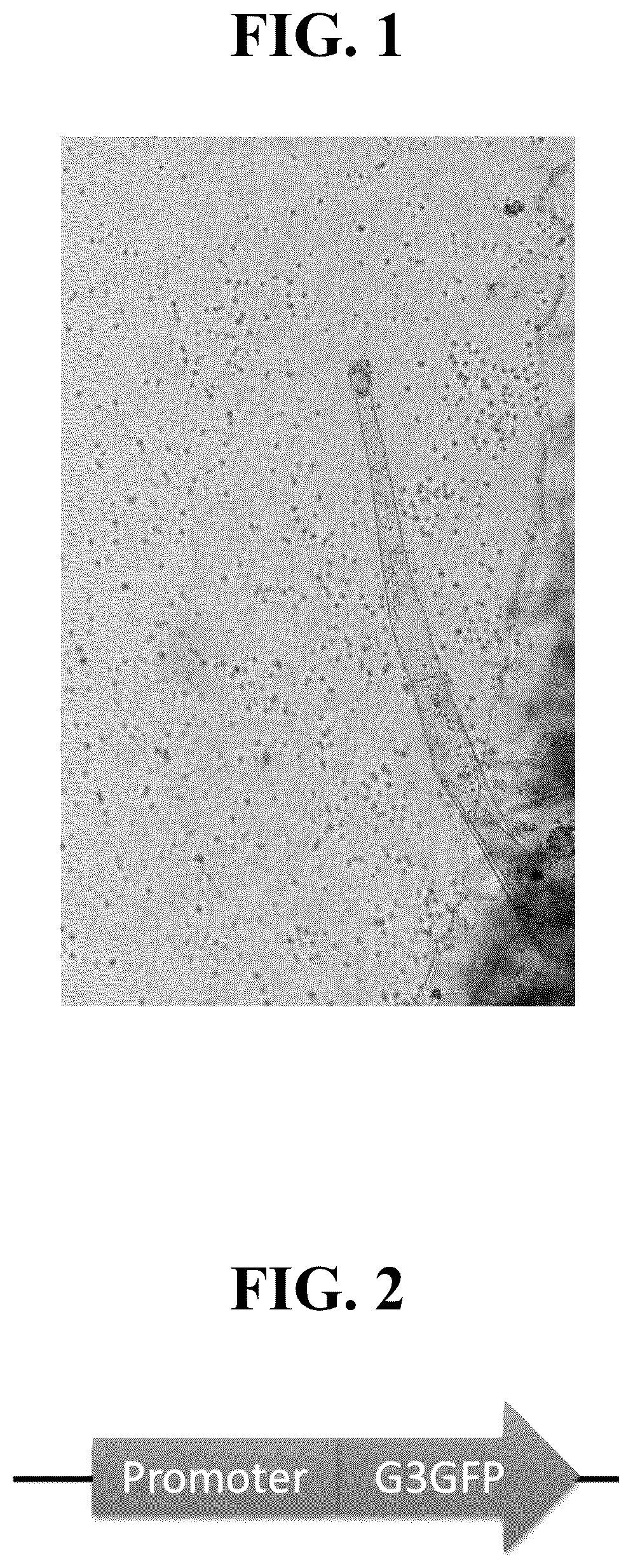 Patent US12351809 Figure 1 – Tissue-specific promoters in plants