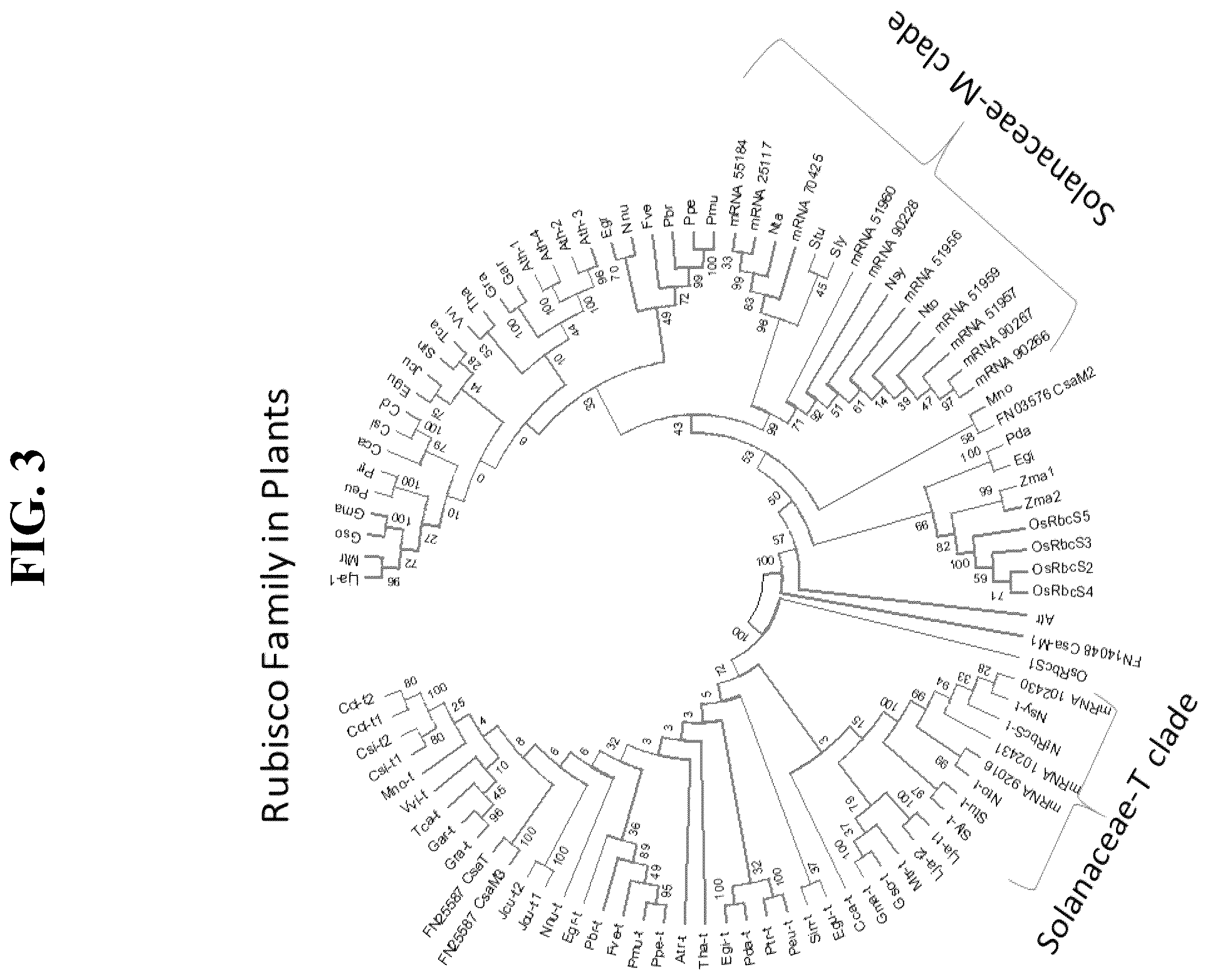 Patent US12351809 Figure 2 – Tissue-specific promoters in plants