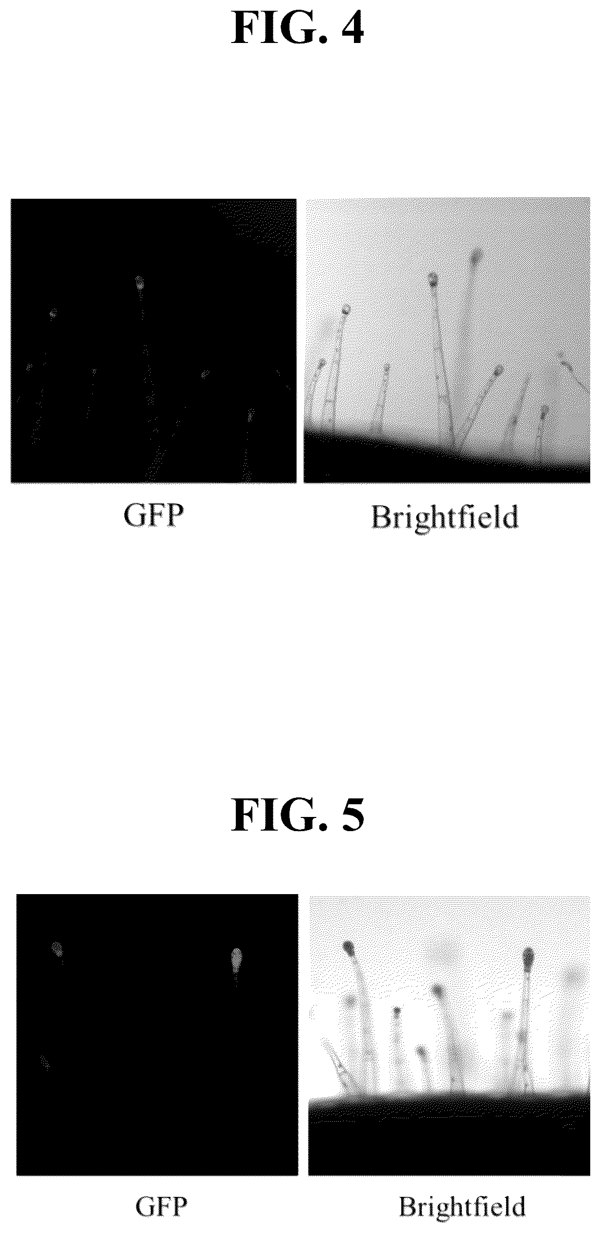 Patent US12351809 Figure 3 – Tissue-specific promoters in plants