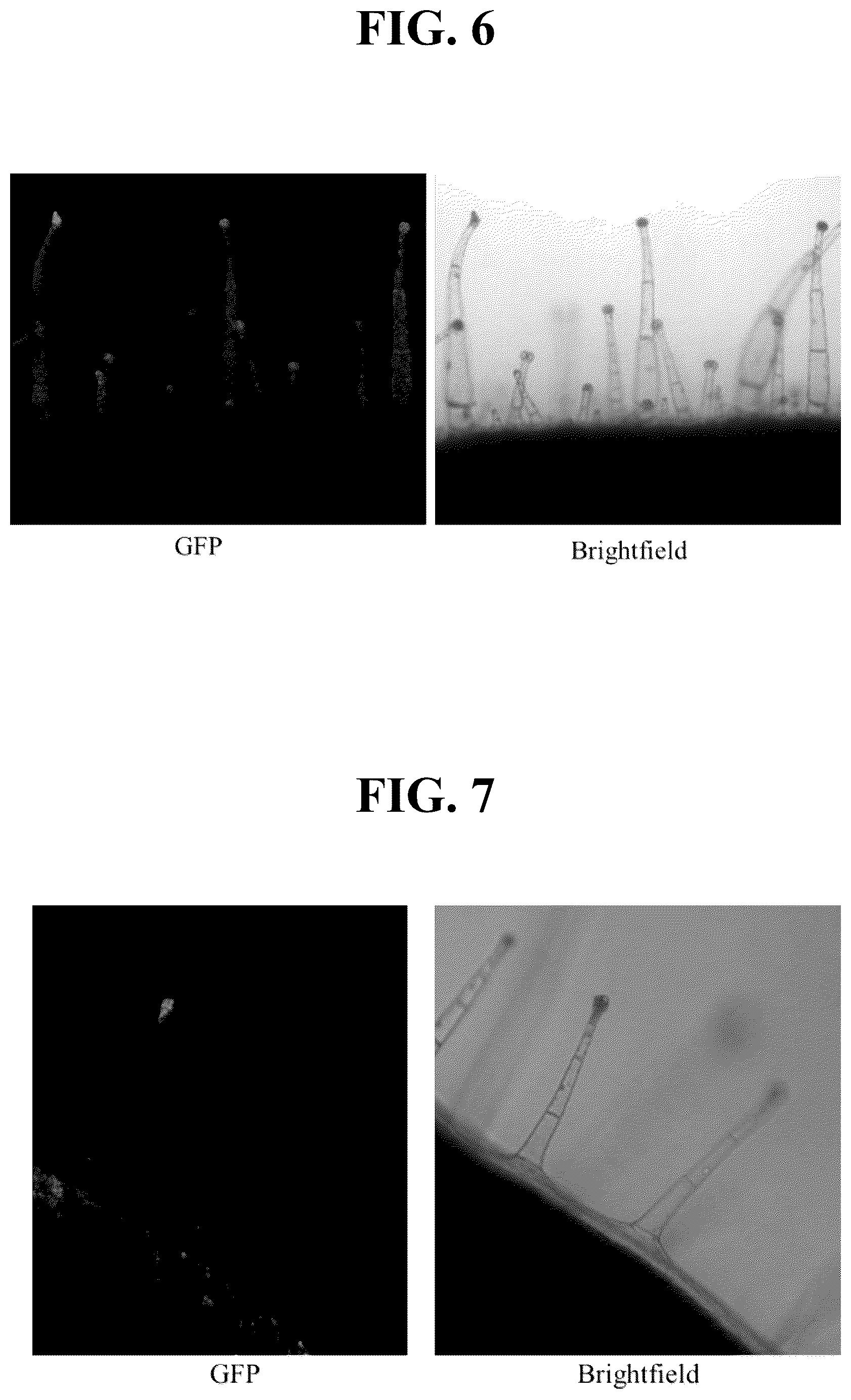 Patent US12351809 Figure 4 – Tissue-specific promoters in plants