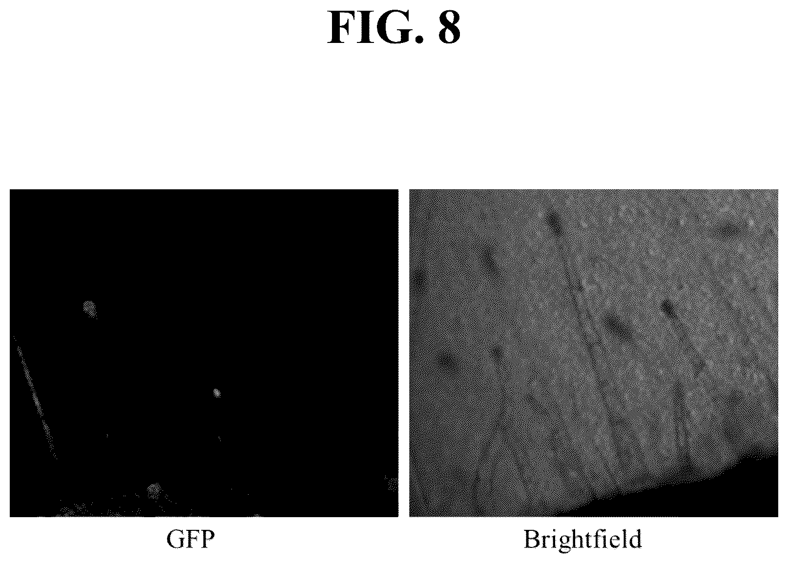 Patent US12351809 Figure 5 – Tissue-specific promoters in plants
