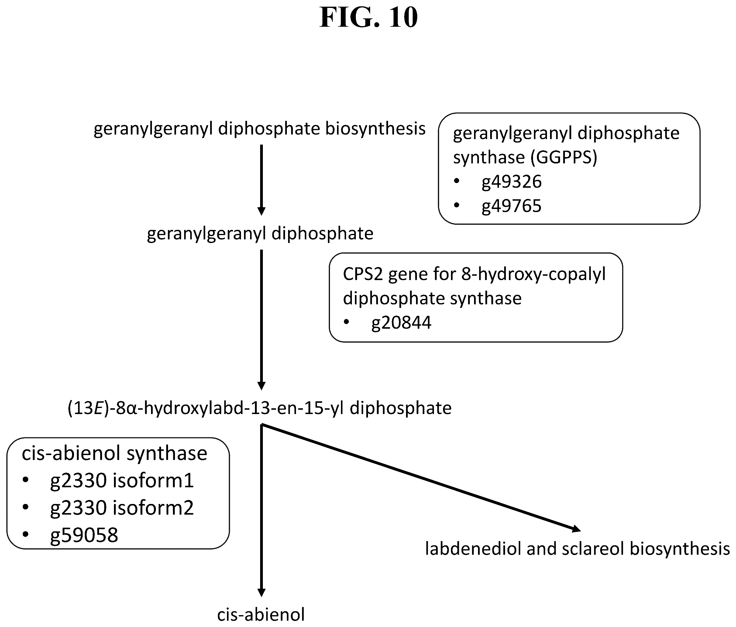 Patent US12351809 Figure 7 – Tissue-specific promoters in plants