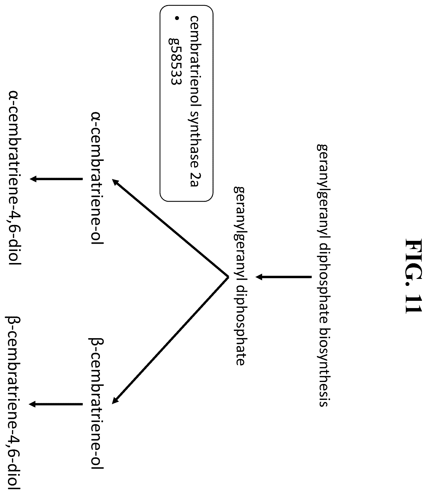 Patent US12351809 Figure 8 – Tissue-specific promoters in plants