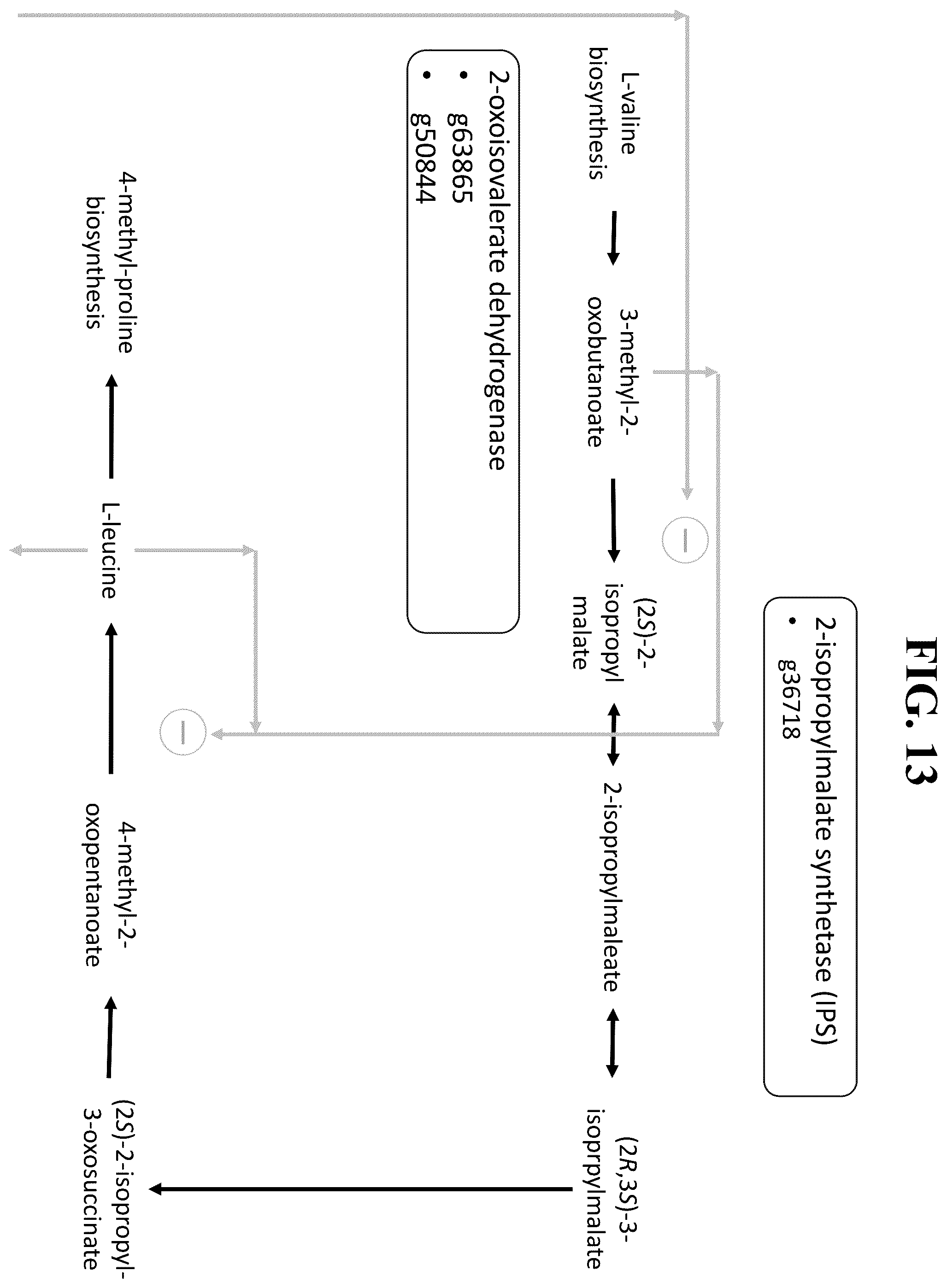 Patent US12351809 Figure 10 – Tissue-specific promoters in plants