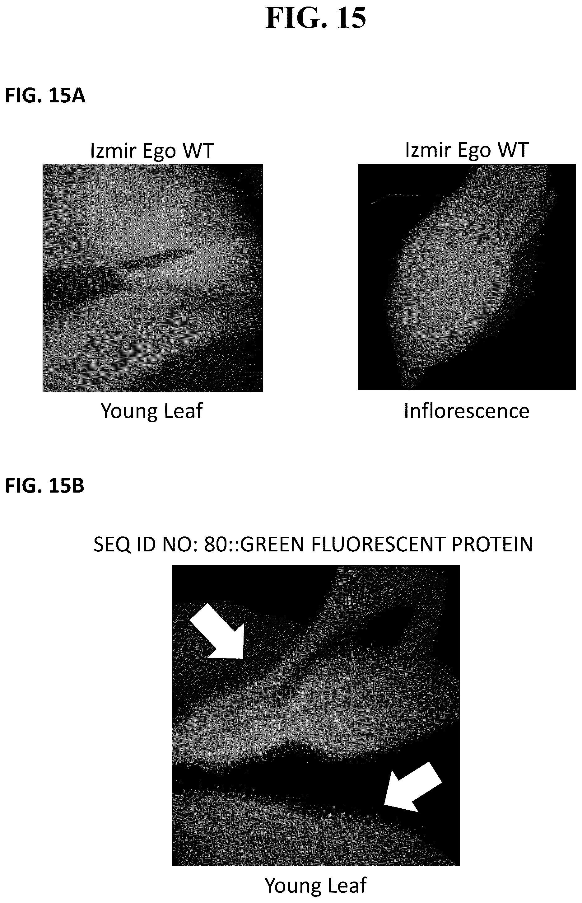 Patent US12351809 Figure 12 – Tissue-specific promoters in plants