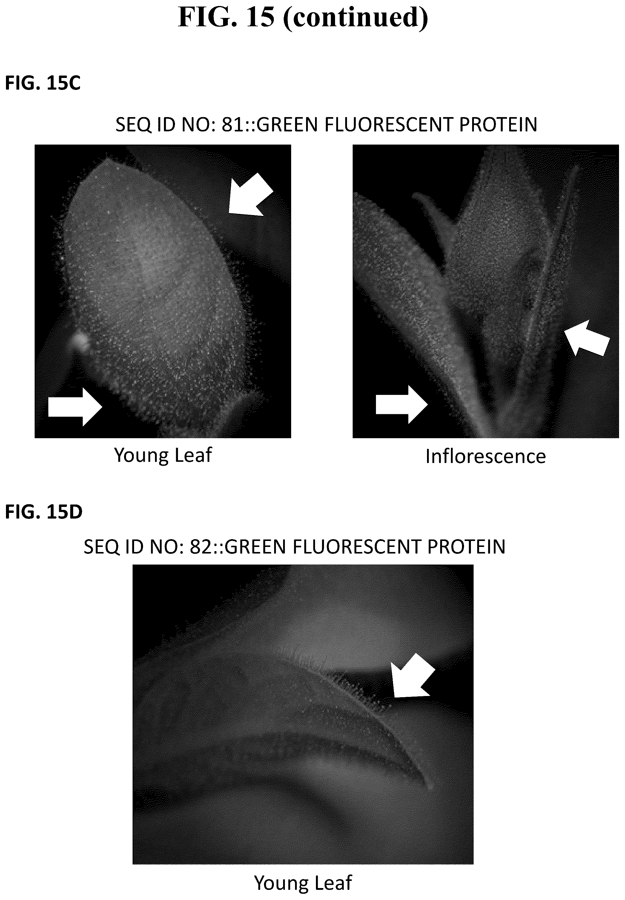Patent US12351809 Figure 13 – Tissue-specific promoters in plants