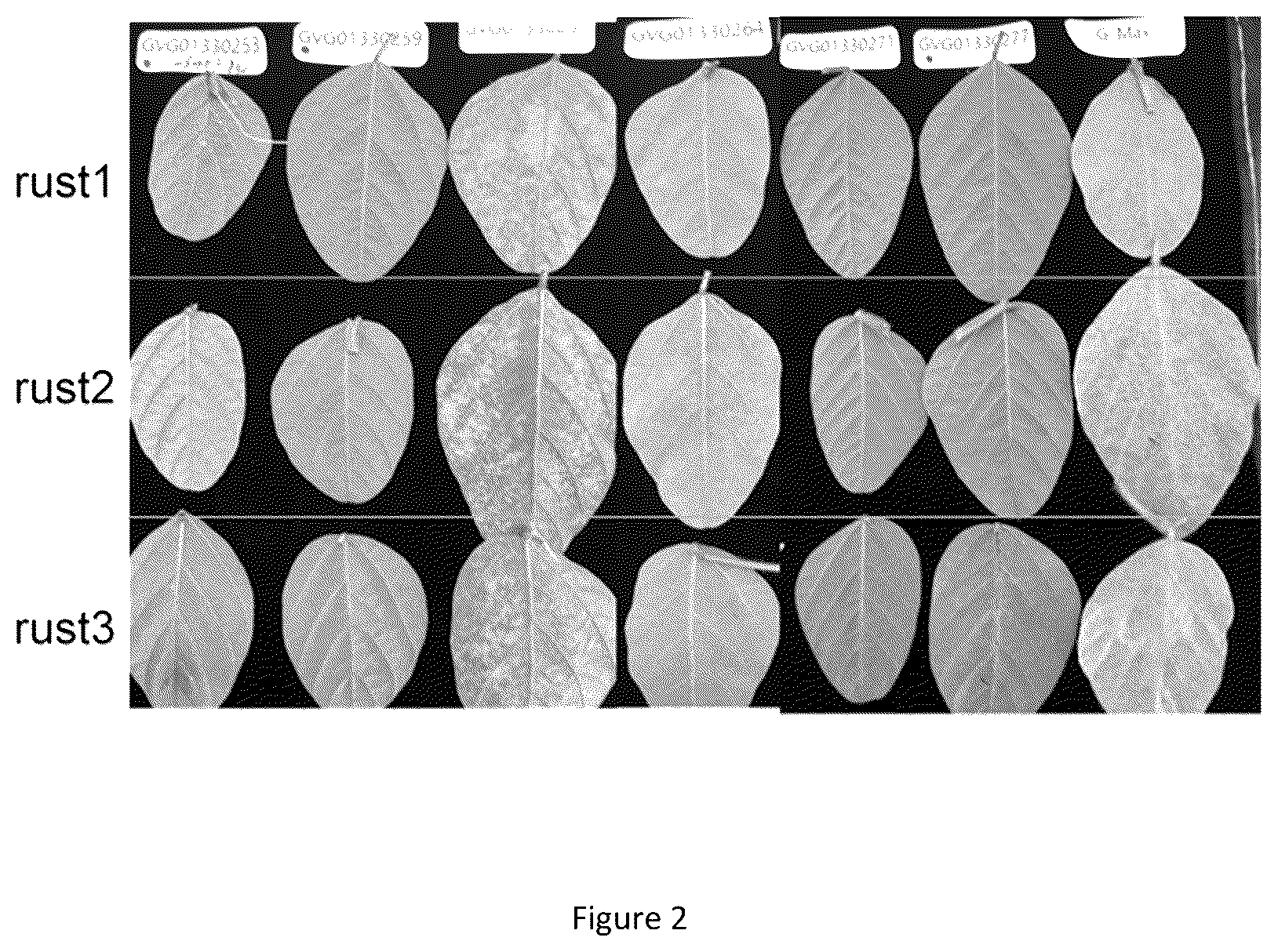 Patent US12351810 Figure 2 – Resistance genes associated with disease resistance in soybeans