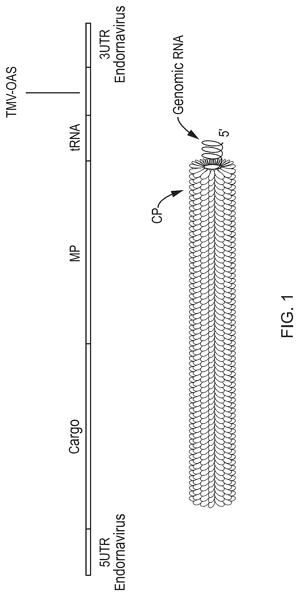 Patent US12351811 Figure 1 – Method for modifying plants with a recombinant RNA molecule