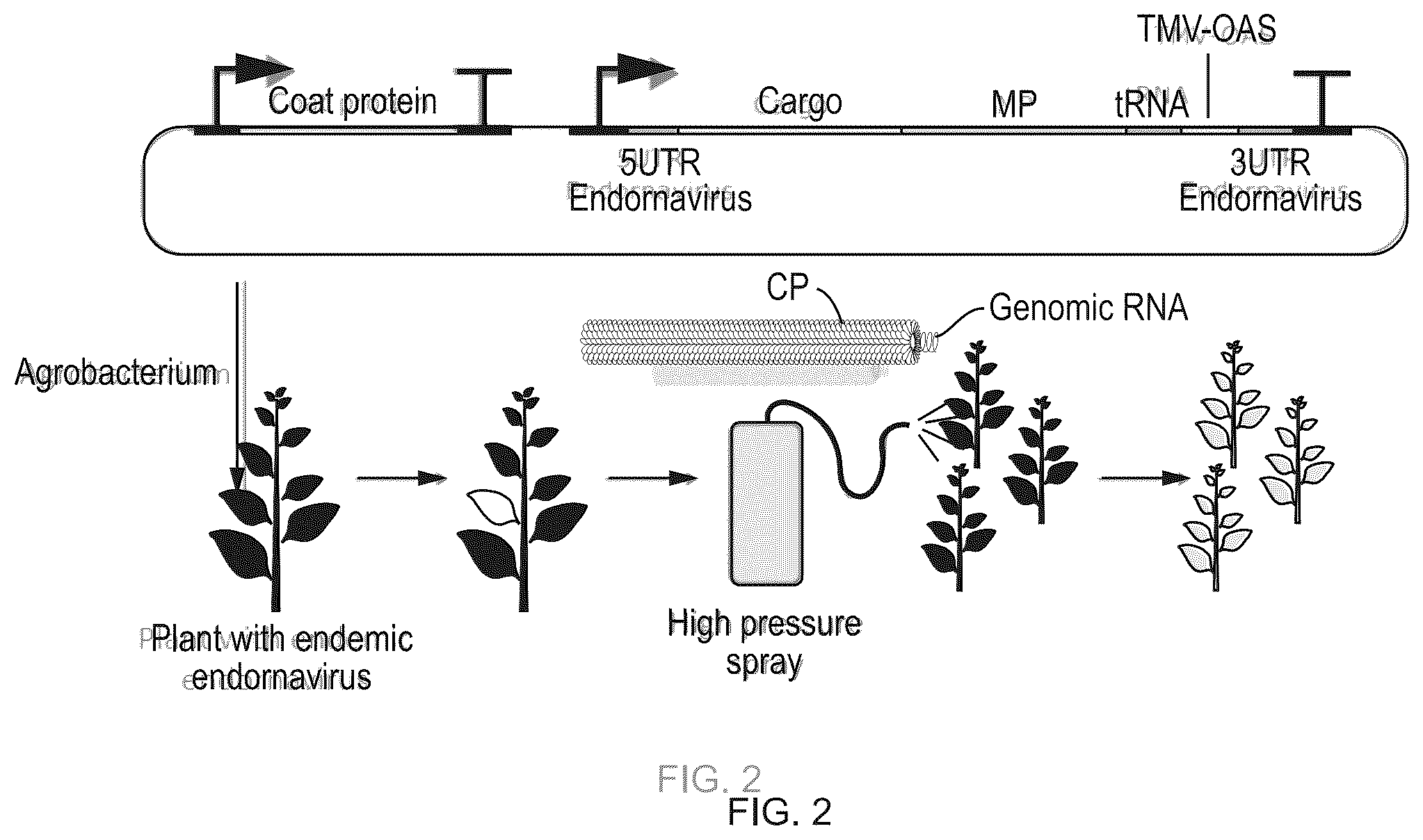 Patent US12351811 Figure 2 – Method for modifying plants with a recombinant RNA molecule