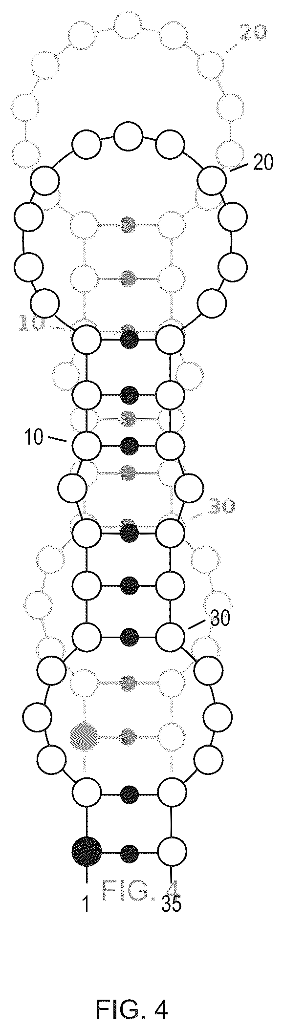 Patent US12351811 Figure 4 – Method for modifying plants with a recombinant RNA molecule