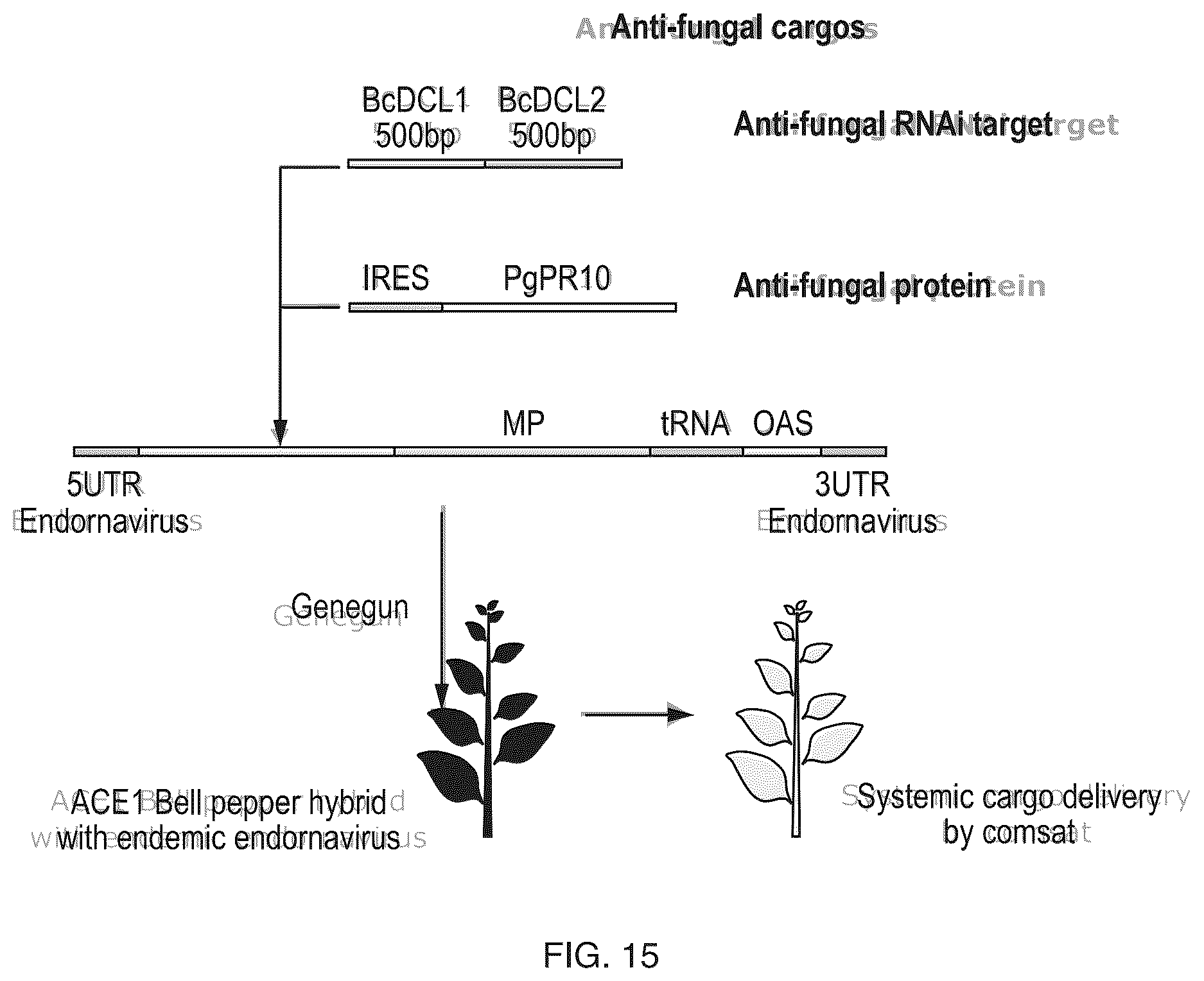 Patent US12351811 Figure 15 – Method for modifying plants with a recombinant RNA molecule