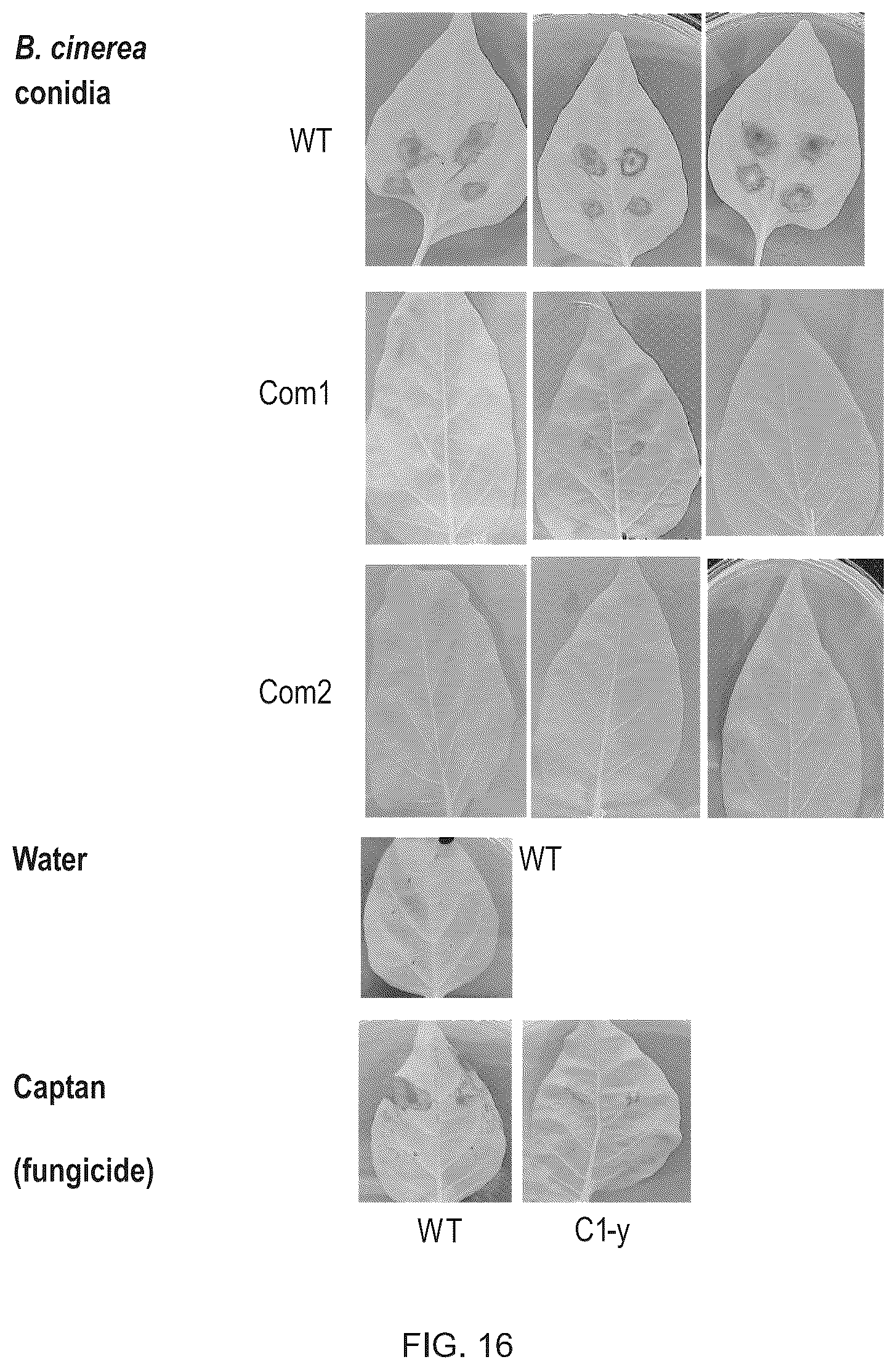 Patent US12351811 Figure 16 – Method for modifying plants with a recombinant RNA molecule