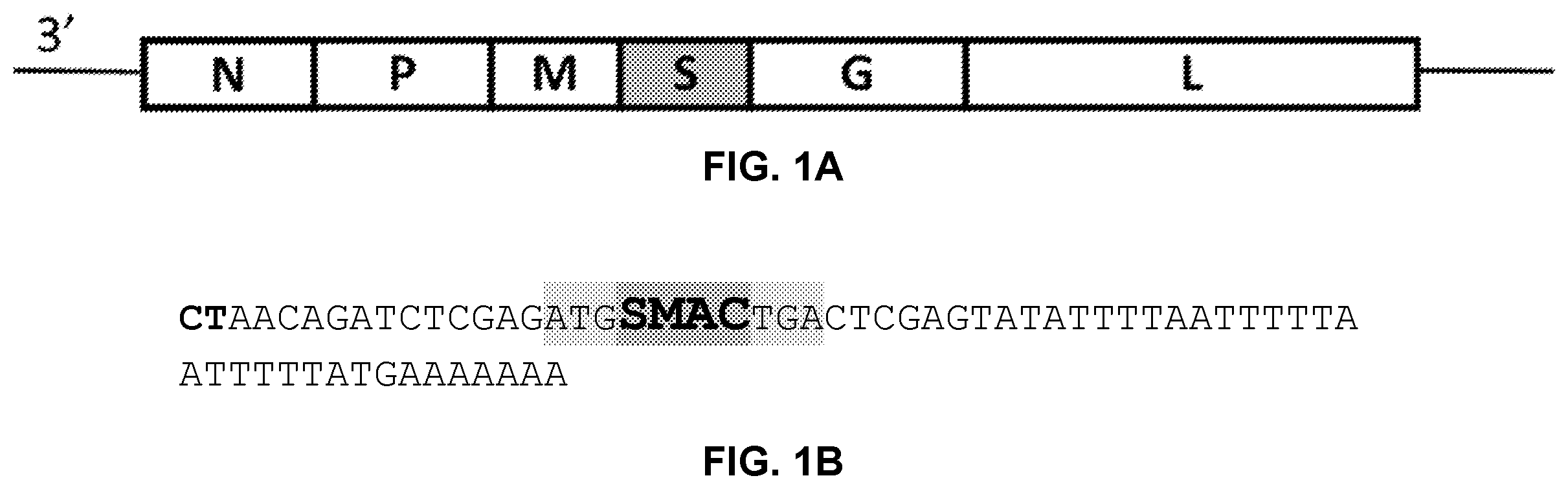 Patent US12351812 Figure 1 – Recombinant oncolytic virus