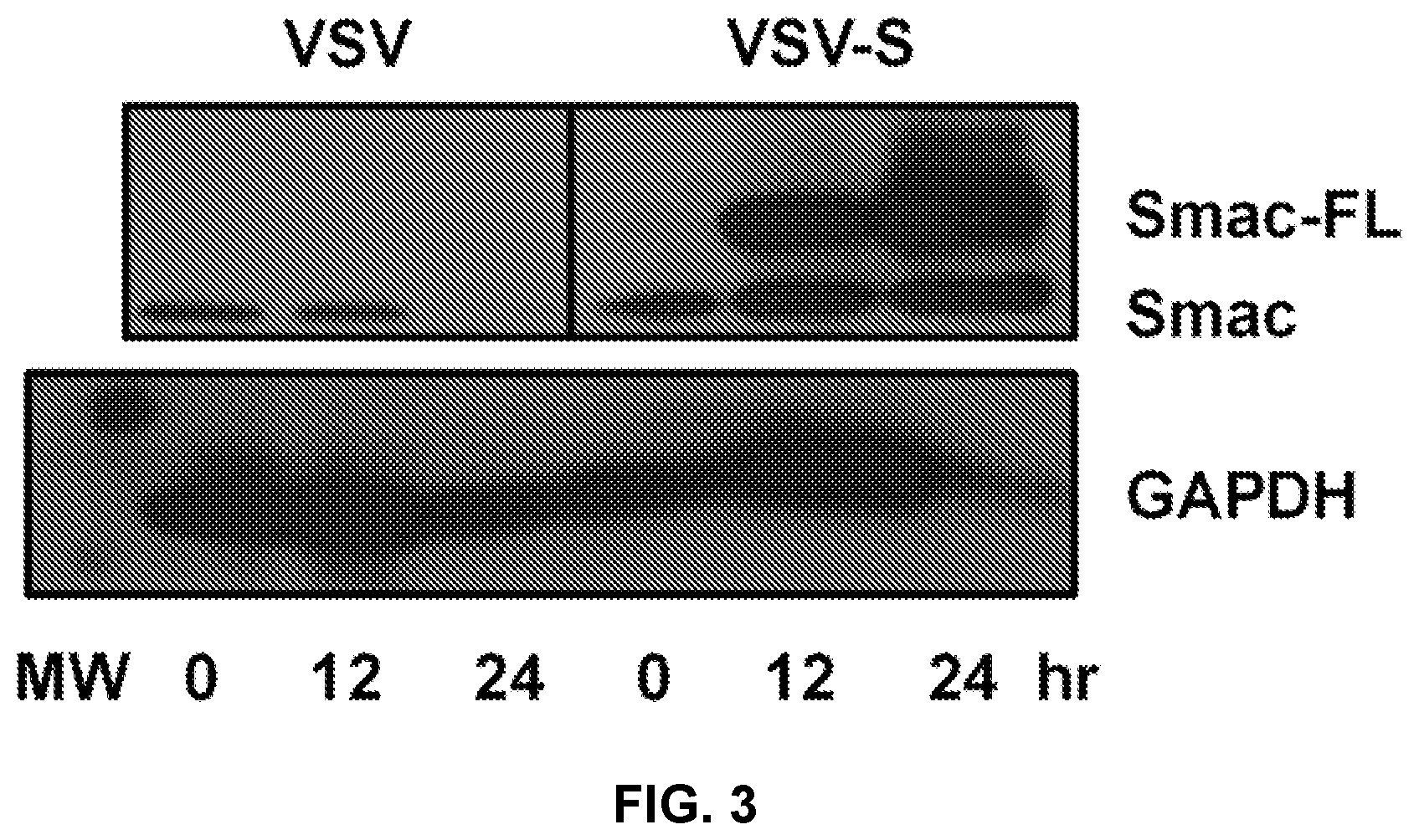 Patent US12351812 Figure 3 – Recombinant oncolytic virus