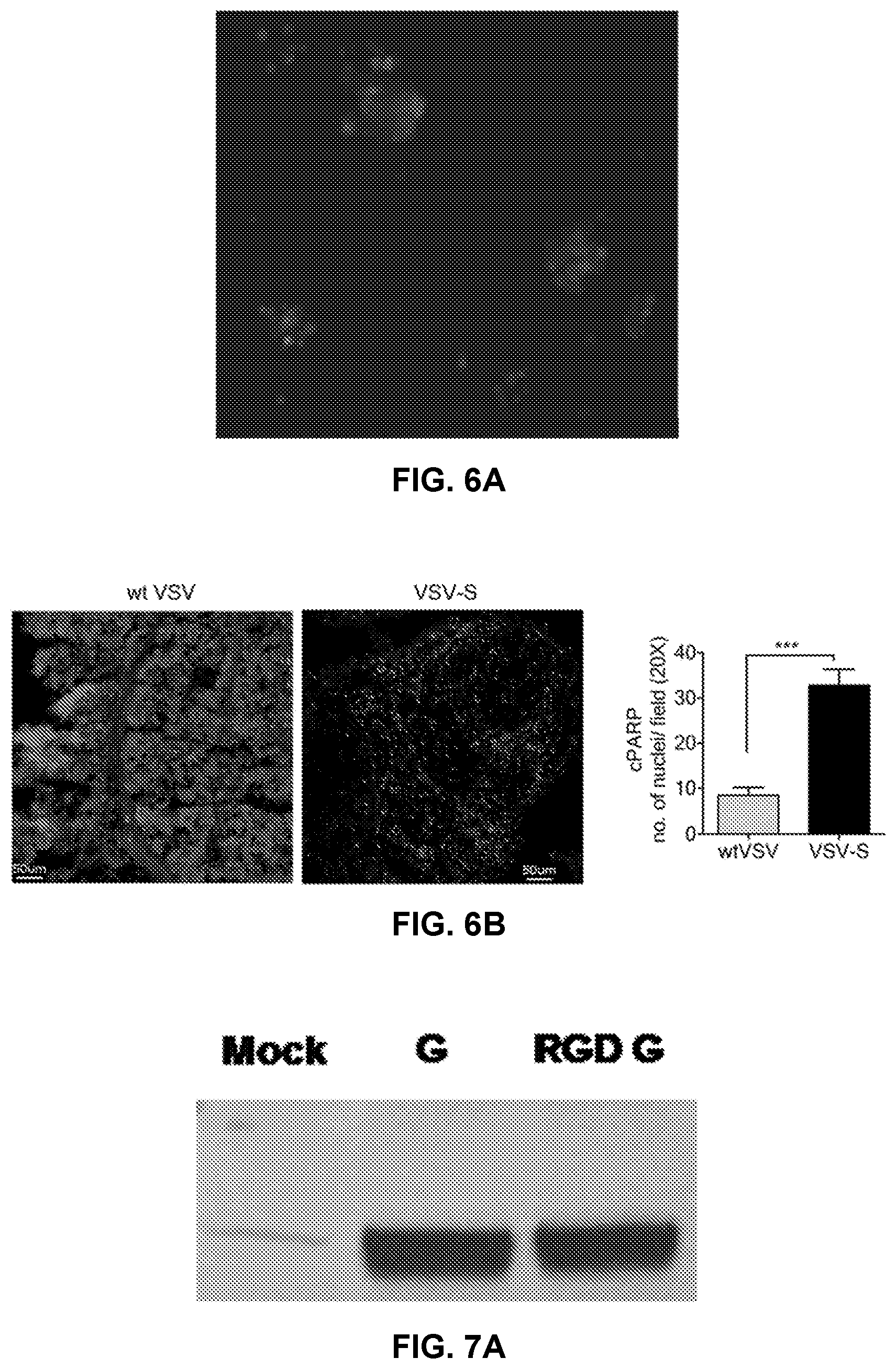 Patent US12351812 Figure 6 – Recombinant oncolytic virus