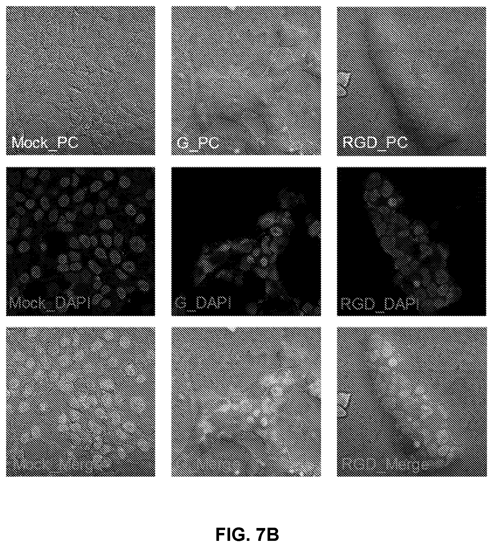 Patent US12351812 Figure 7 – Recombinant oncolytic virus