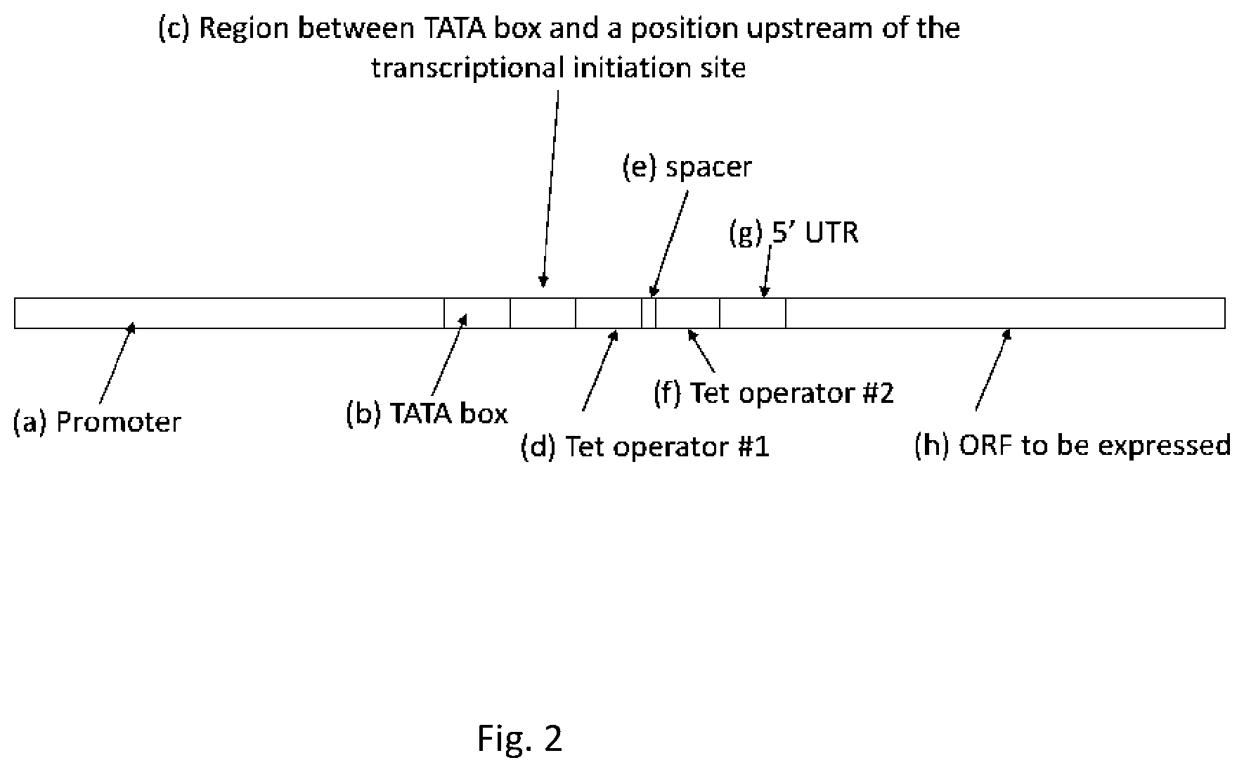Patent US12351813 Figure 2 – Tetracycline-inducible expression system