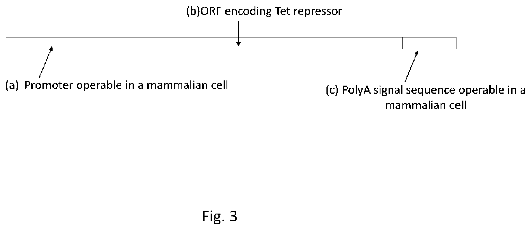 Patent US12351813 Figure 3 – Tetracycline-inducible expression system