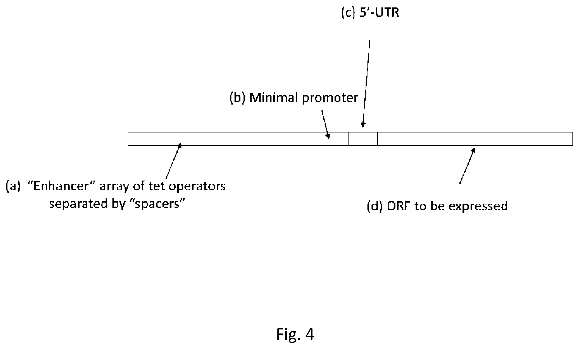 Patent US12351813 Figure 4 – Tetracycline-inducible expression system