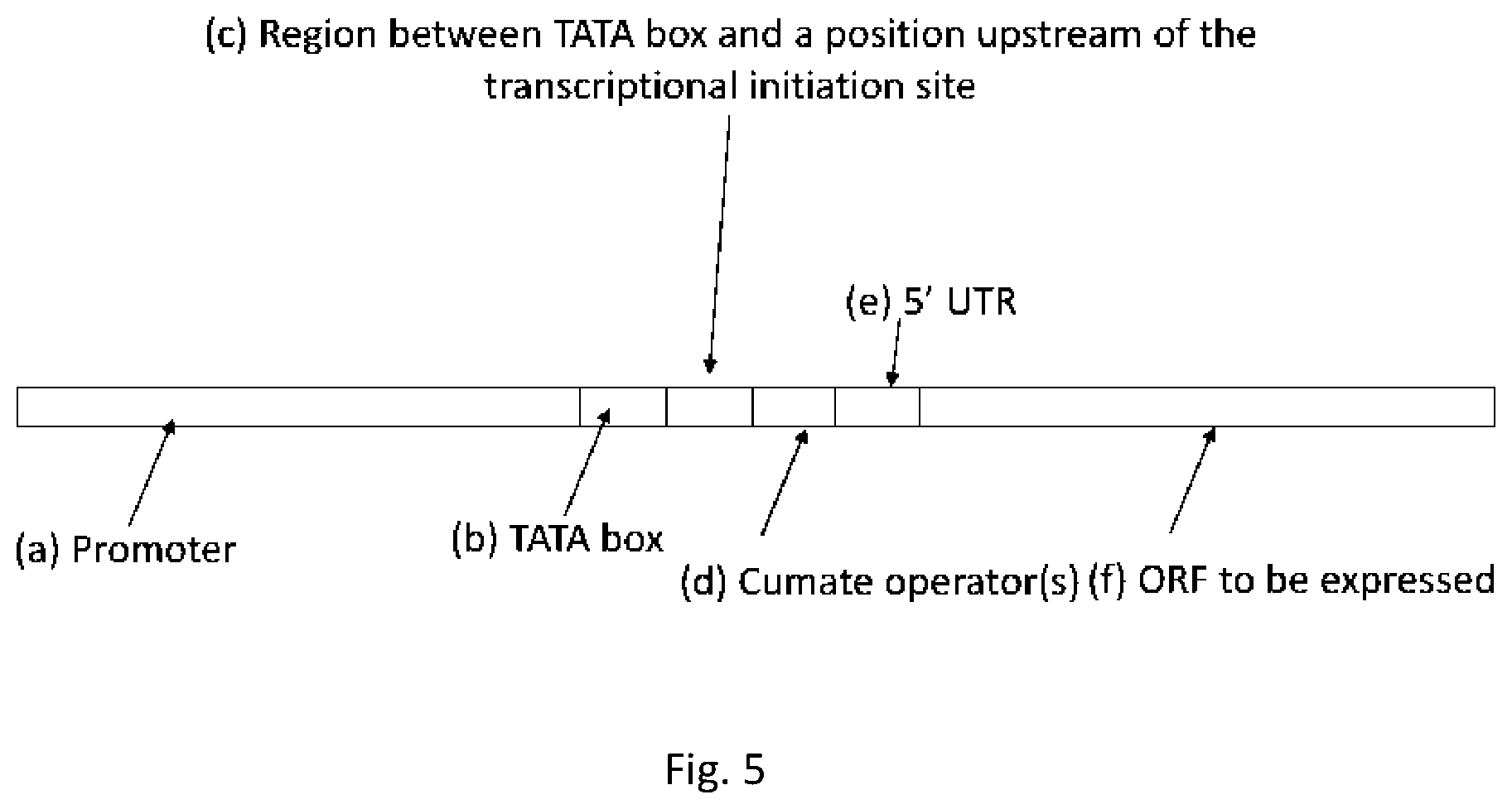 Patent US12351813 Figure 5 – Tetracycline-inducible expression system