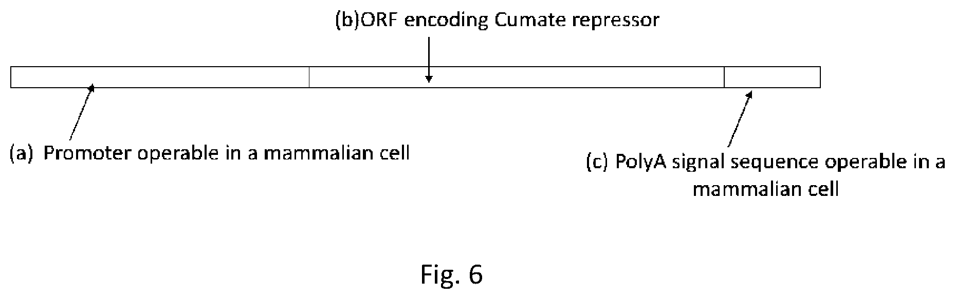 Patent US12351813 Figure 6 – Tetracycline-inducible expression system