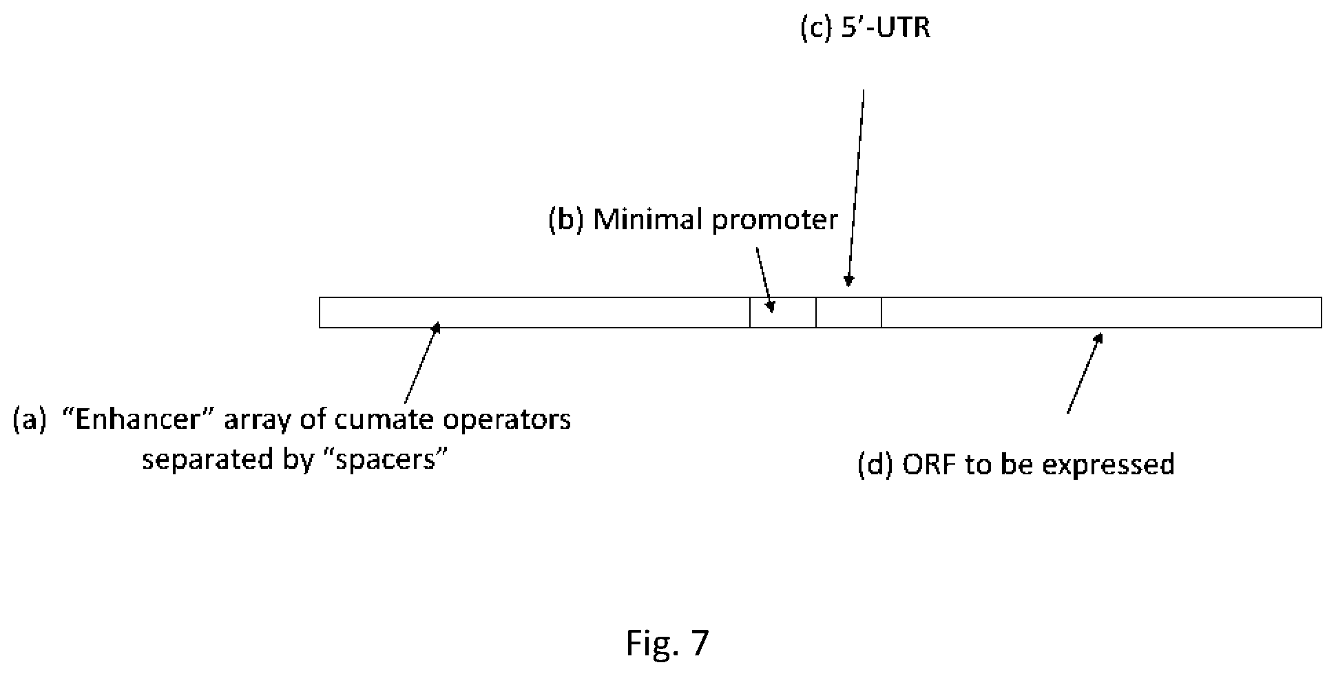 Patent US12351813 Figure 7 – Tetracycline-inducible expression system