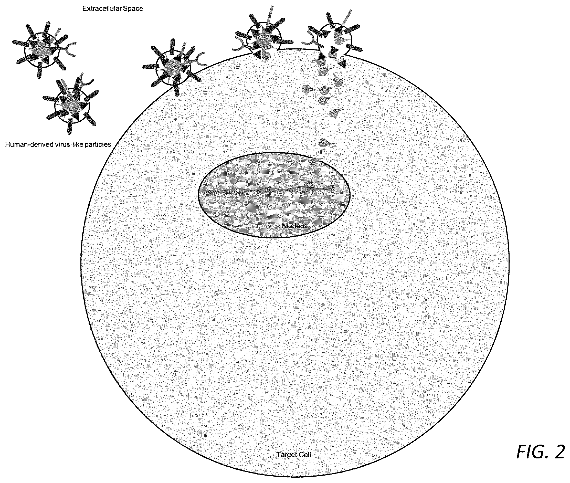 Patent US12351814 Figure 2 – Engineered human-endogenous virus-like particles and methods of use thereof for delivery to cells