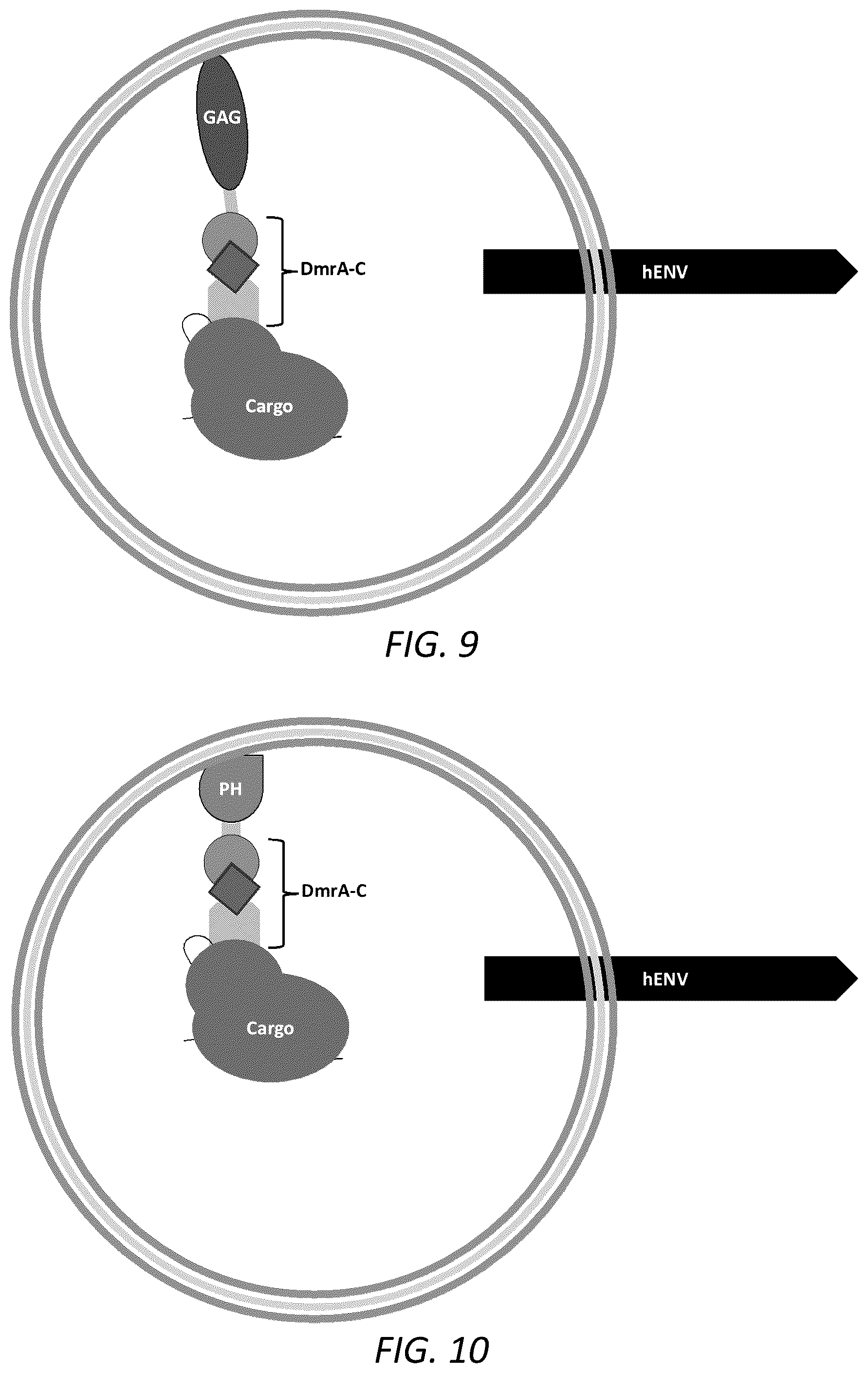 Patent US12351814 Figure 7 – Engineered human-endogenous virus-like particles and methods of use thereof for delivery to cells