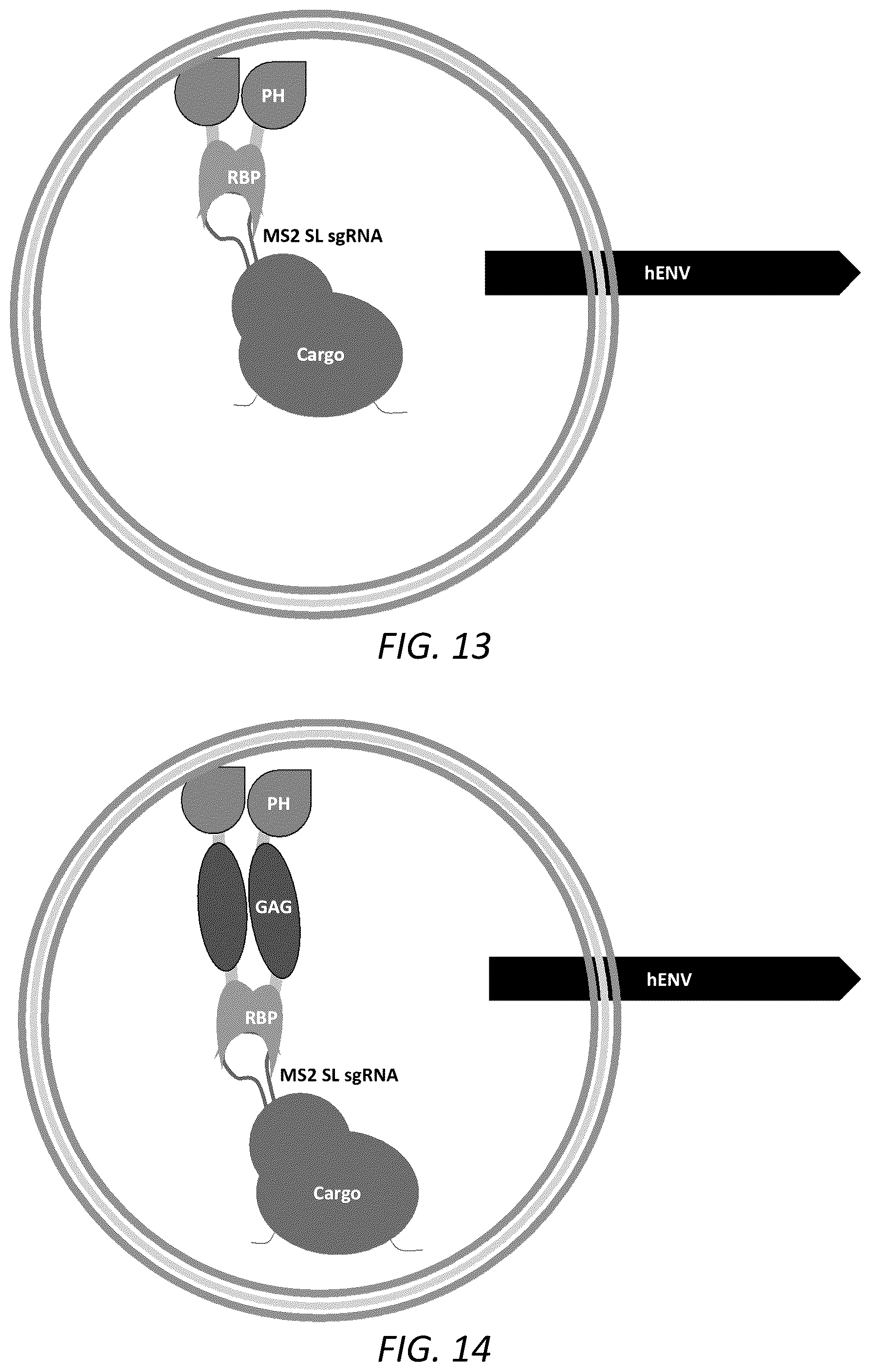 Patent US12351814 Figure 9 – Engineered human-endogenous virus-like particles and methods of use thereof for delivery to cells