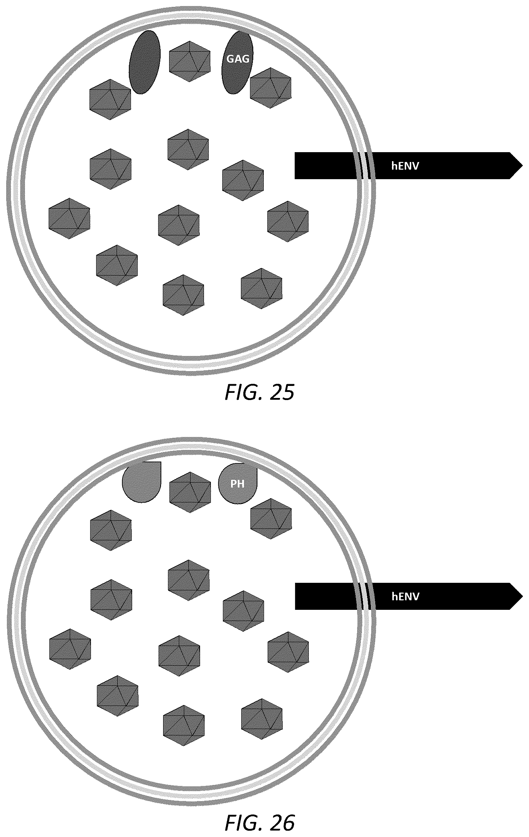 Patent US12351814 Figure 15 – Engineered human-endogenous virus-like particles and methods of use thereof for delivery to cells