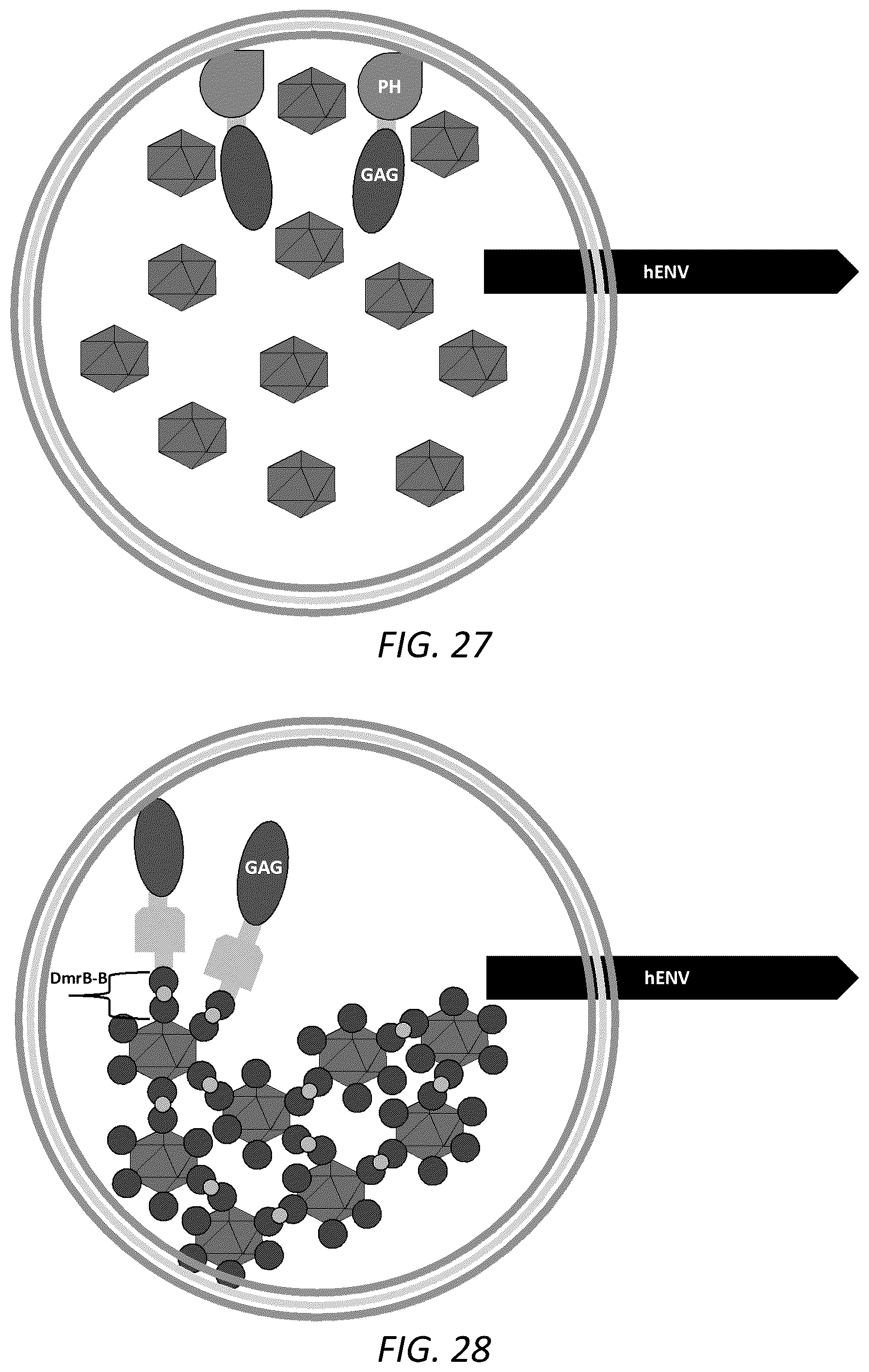 Patent US12351814 Figure 16 – Engineered human-endogenous virus-like particles and methods of use thereof for delivery to cells