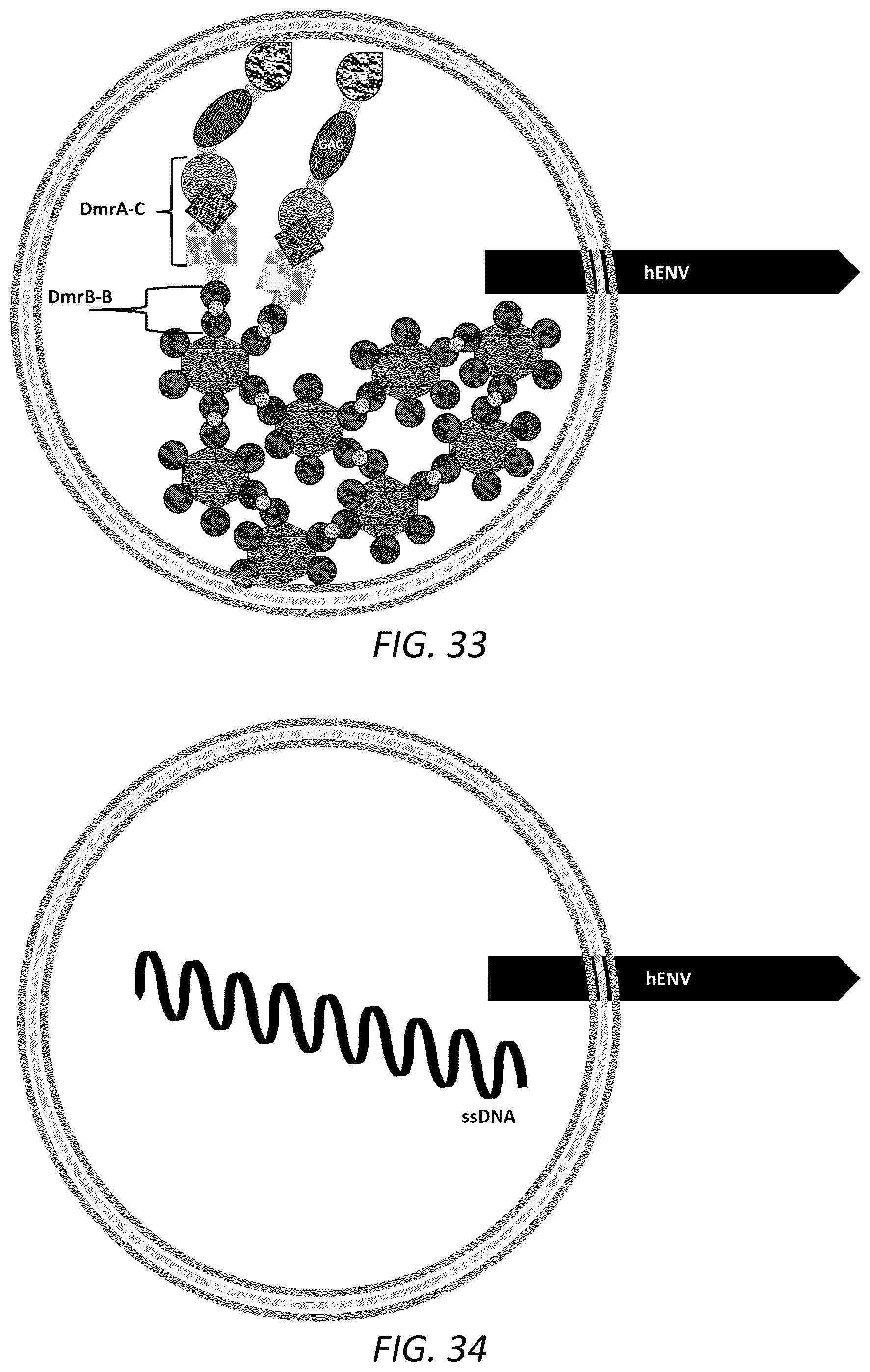 Patent US12351814 Figure 19 – Engineered human-endogenous virus-like particles and methods of use thereof for delivery to cells