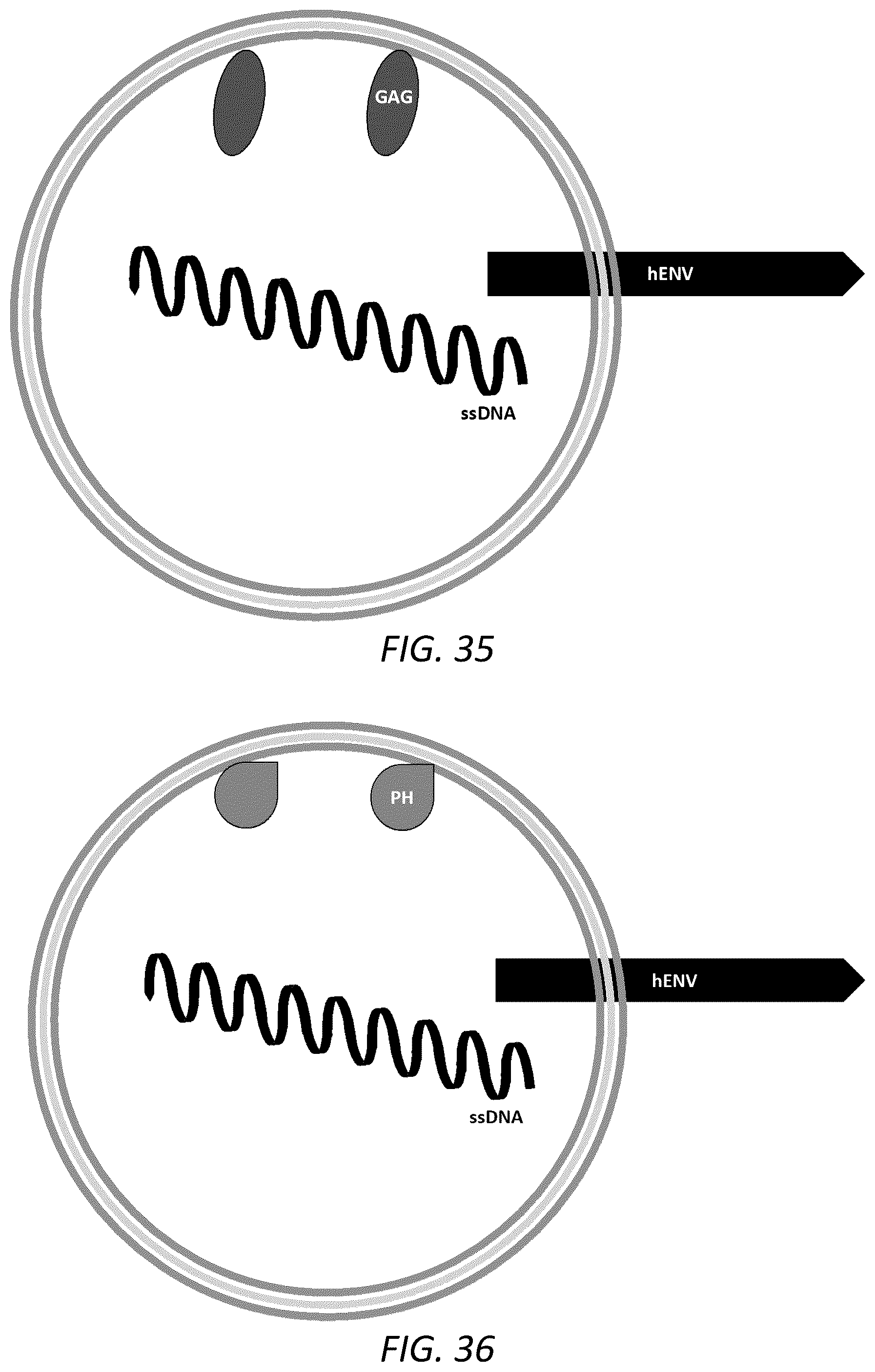Patent US12351814 Figure 20 – Engineered human-endogenous virus-like particles and methods of use thereof for delivery to cells