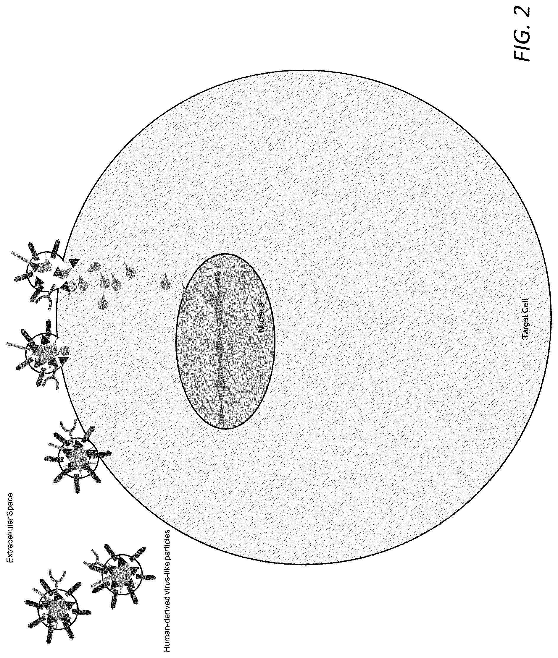 Patent US12351815 Figure 2 – Engineered human-endogenous virus-like particles and methods of use thereof for delivery to cells