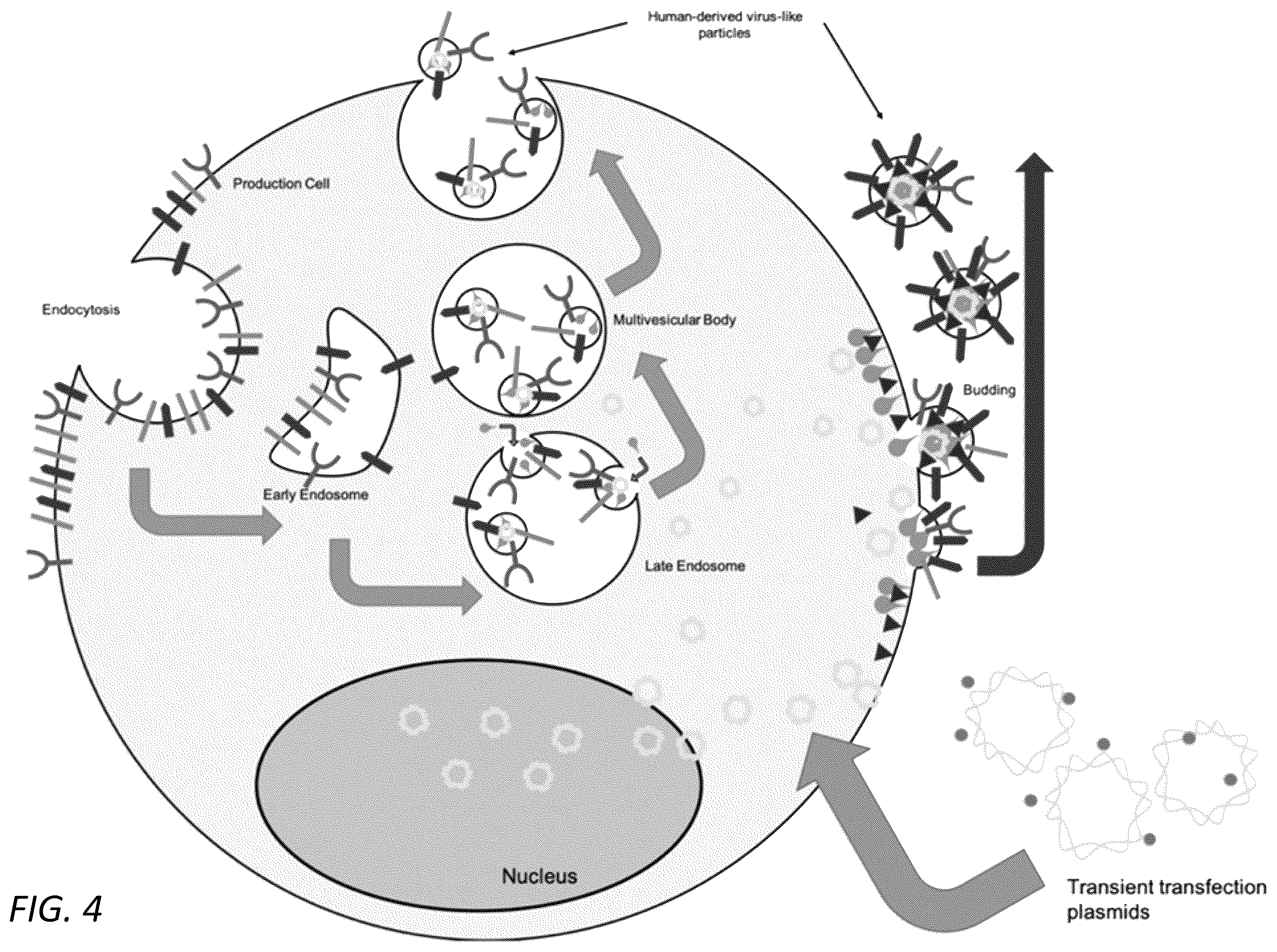 Patent US12351815 Figure 4 – Engineered human-endogenous virus-like particles and methods of use thereof for delivery to cells