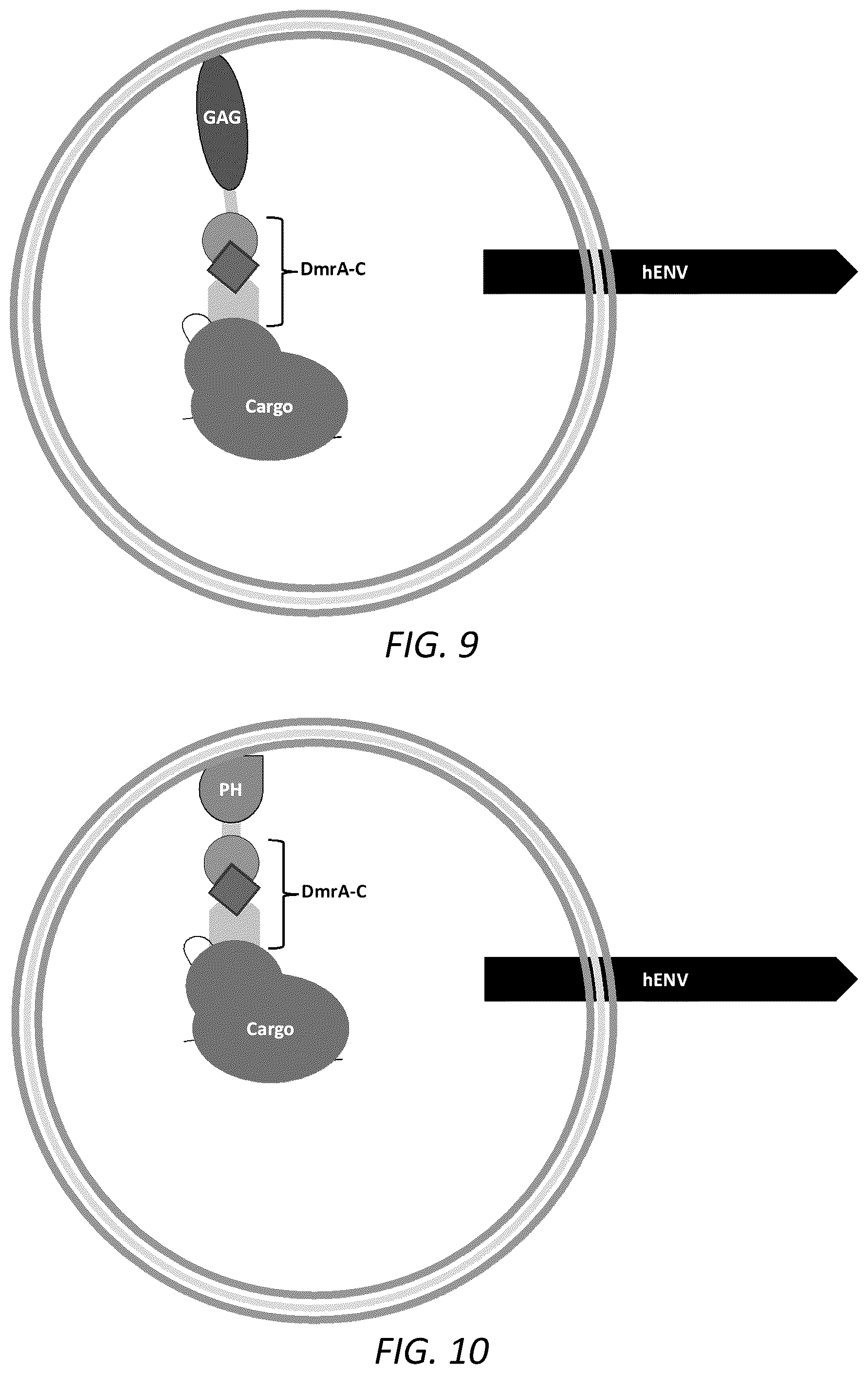 Patent US12351815 Figure 7 – Engineered human-endogenous virus-like particles and methods of use thereof for delivery to cells