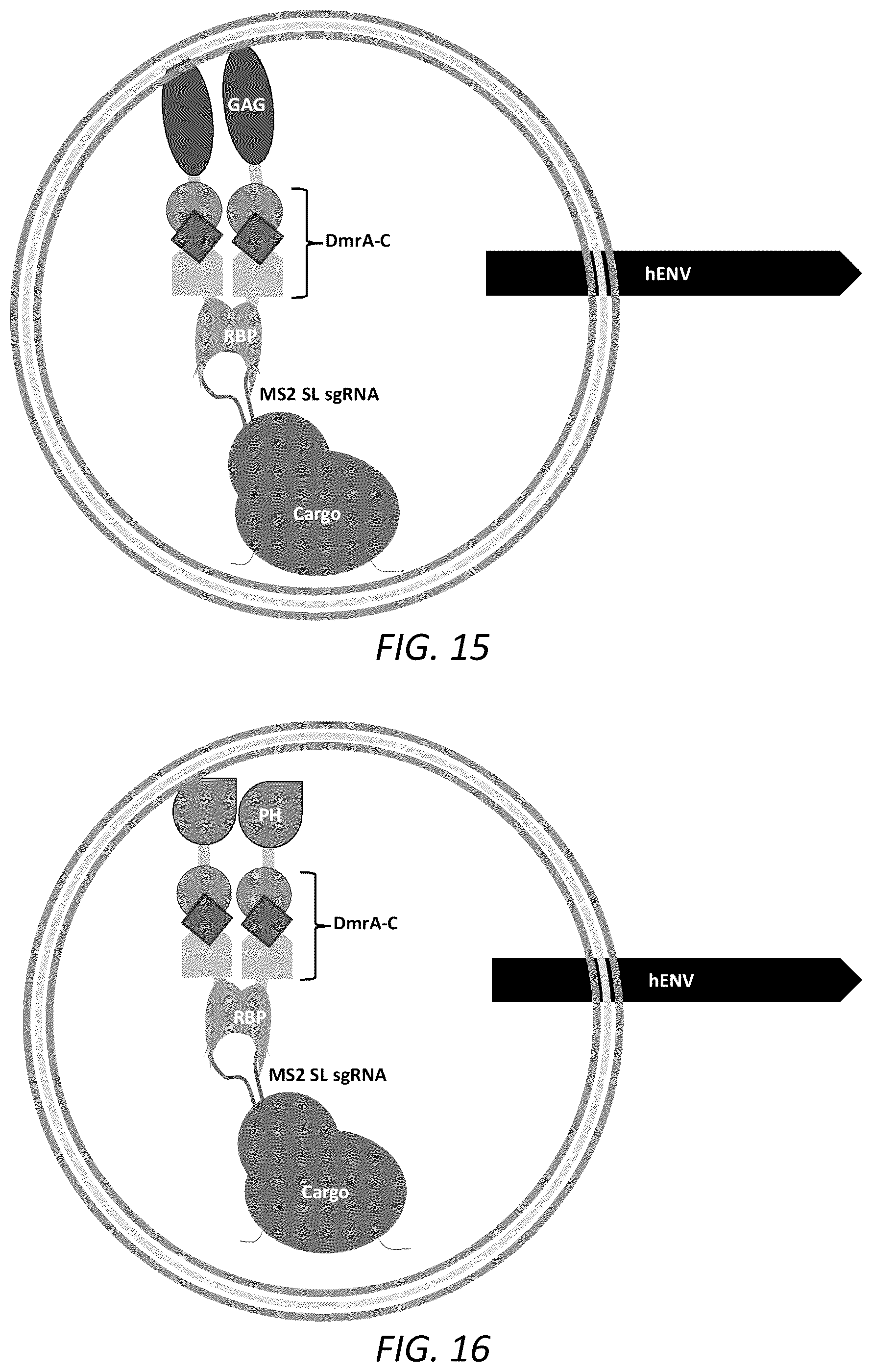 Patent US12351815 Figure 10 – Engineered human-endogenous virus-like particles and methods of use thereof for delivery to cells