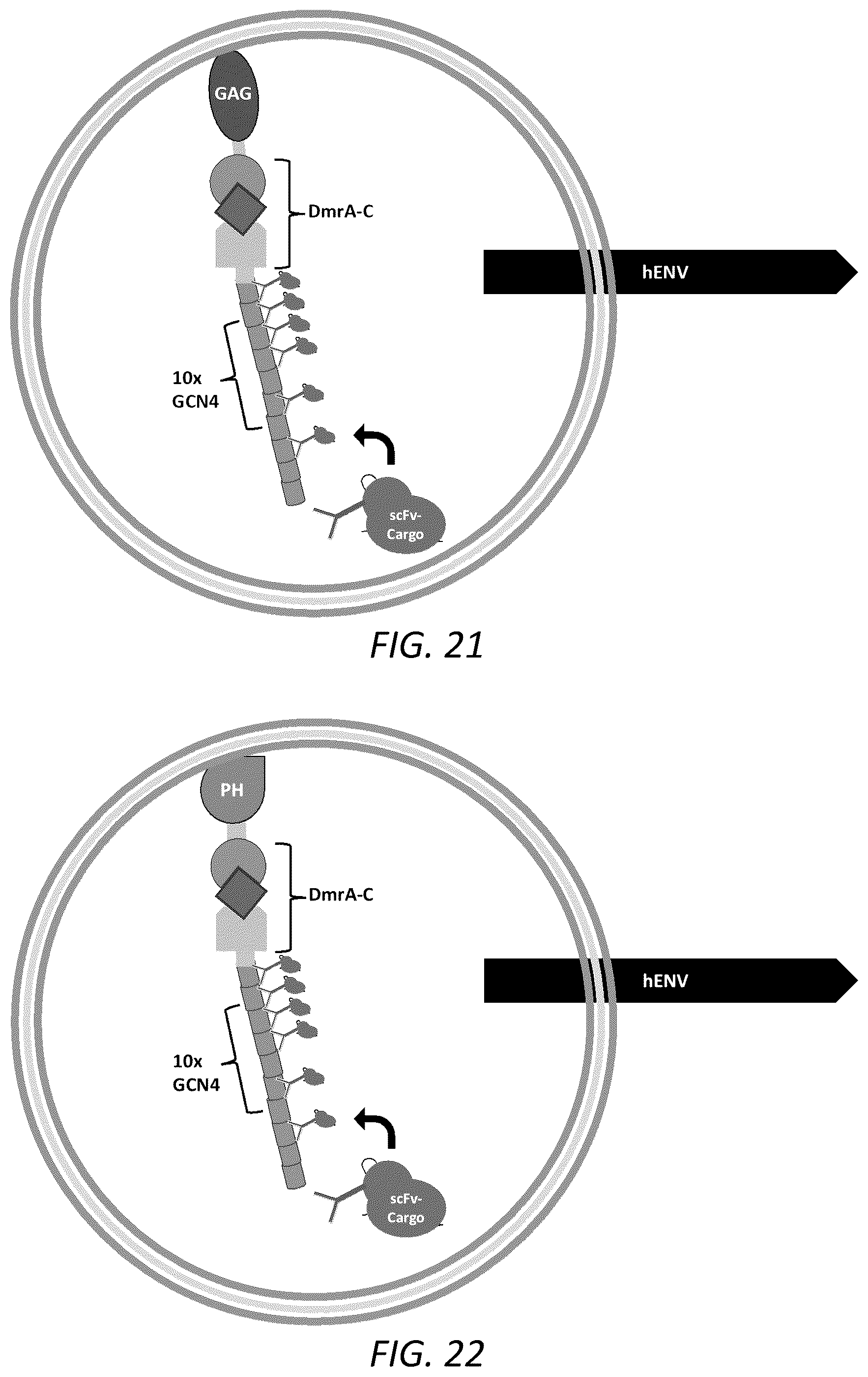 Patent US12351815 Figure 13 – Engineered human-endogenous virus-like particles and methods of use thereof for delivery to cells