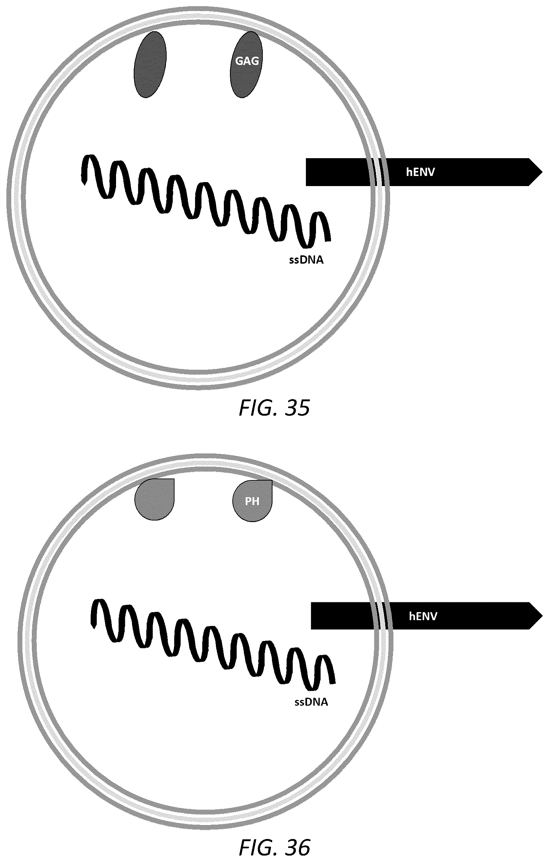 Patent US12351815 Figure 20 – Engineered human-endogenous virus-like particles and methods of use thereof for delivery to cells