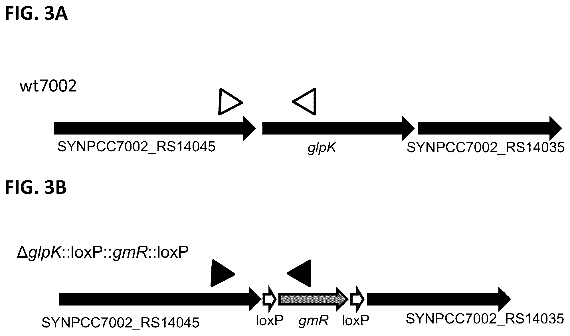 Patent US12351817 Figure 3 – Systems and methods for genetic engineering of a polyploid organism