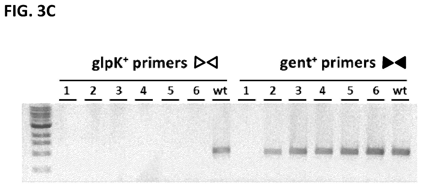 Patent US12351817 Figure 4 – Systems and methods for genetic engineering of a polyploid organism