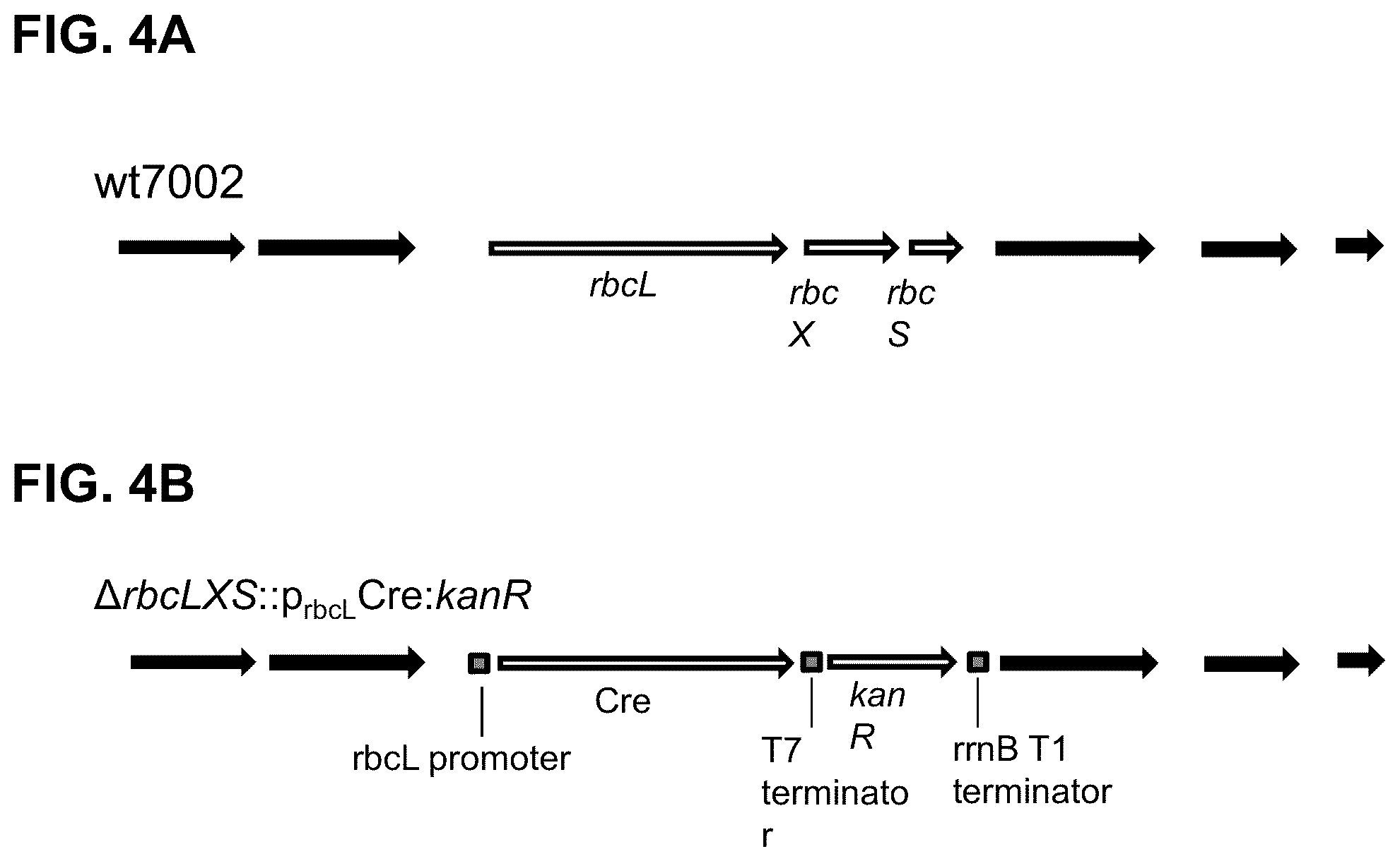 Patent US12351817 Figure 5 – Systems and methods for genetic engineering of a polyploid organism