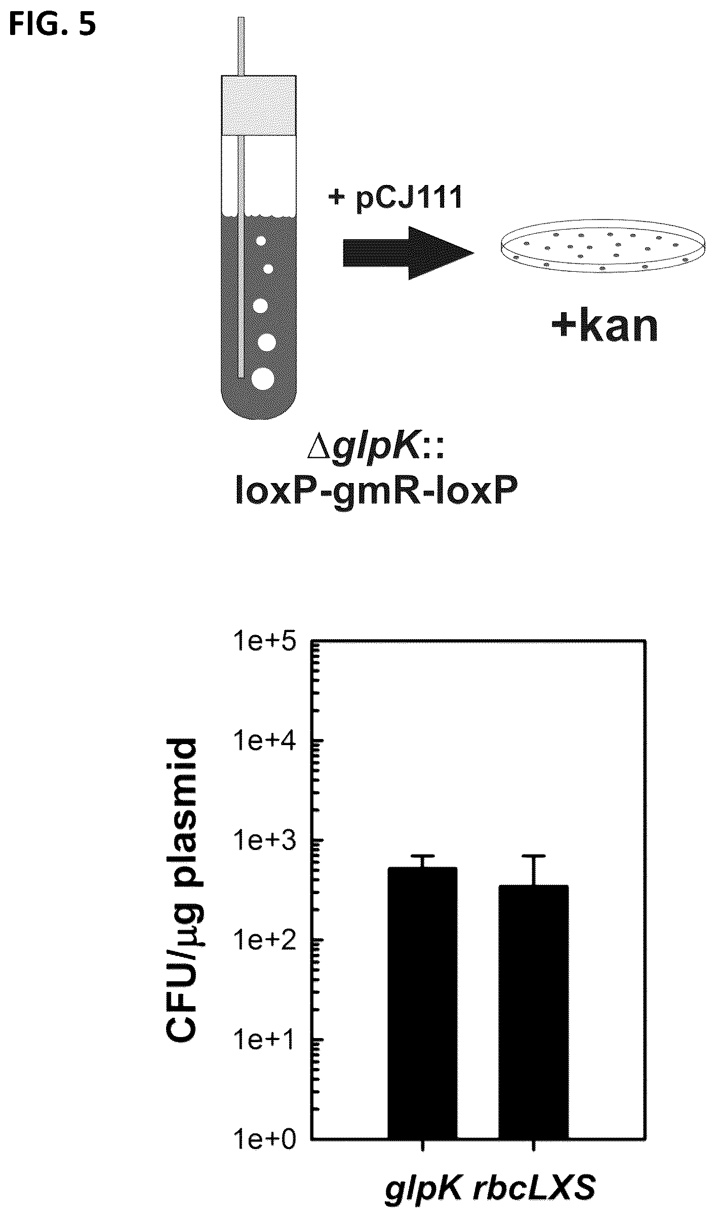 Patent US12351817 Figure 6 – Systems and methods for genetic engineering of a polyploid organism